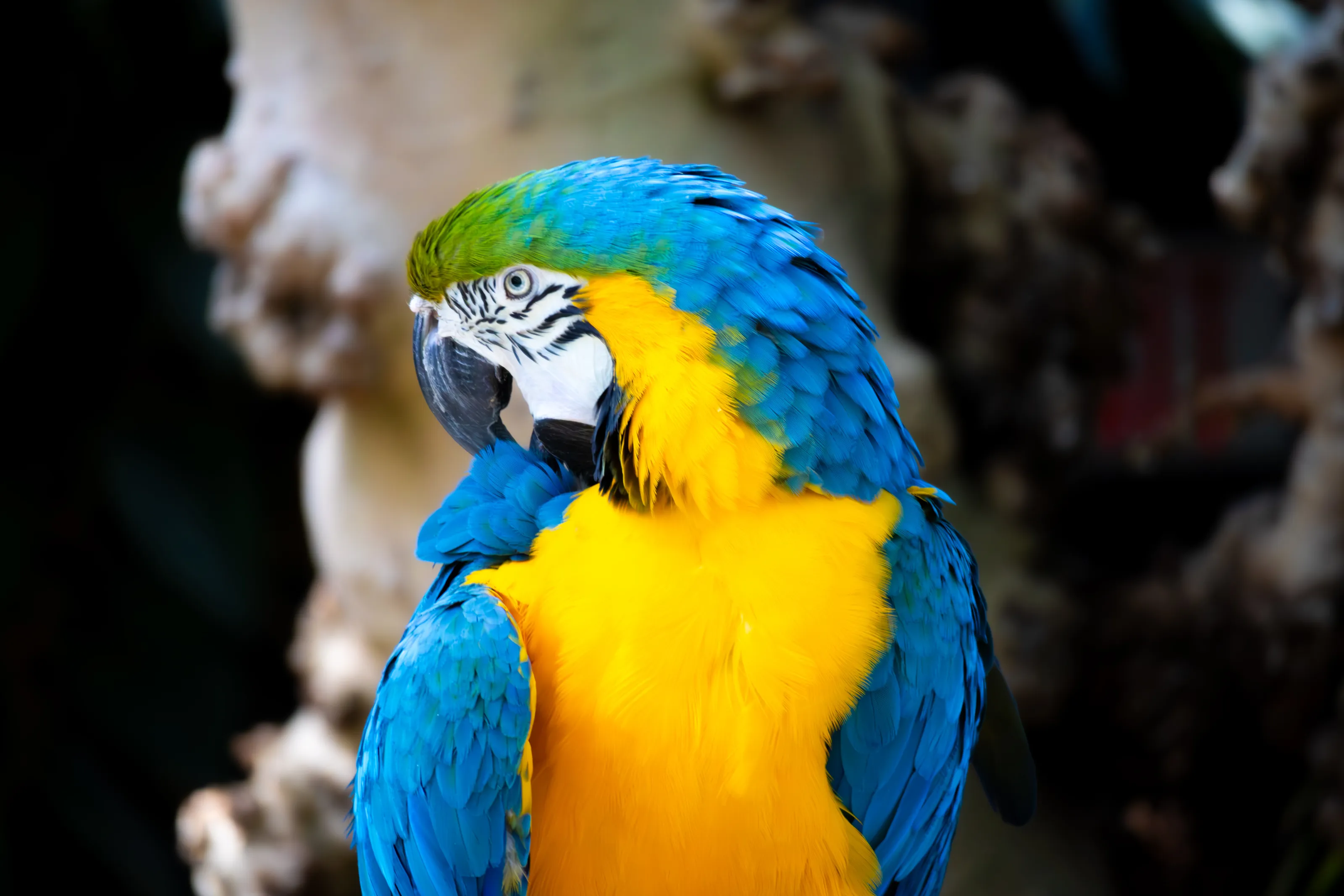 Preening Blue-and-Yellow Macaw
