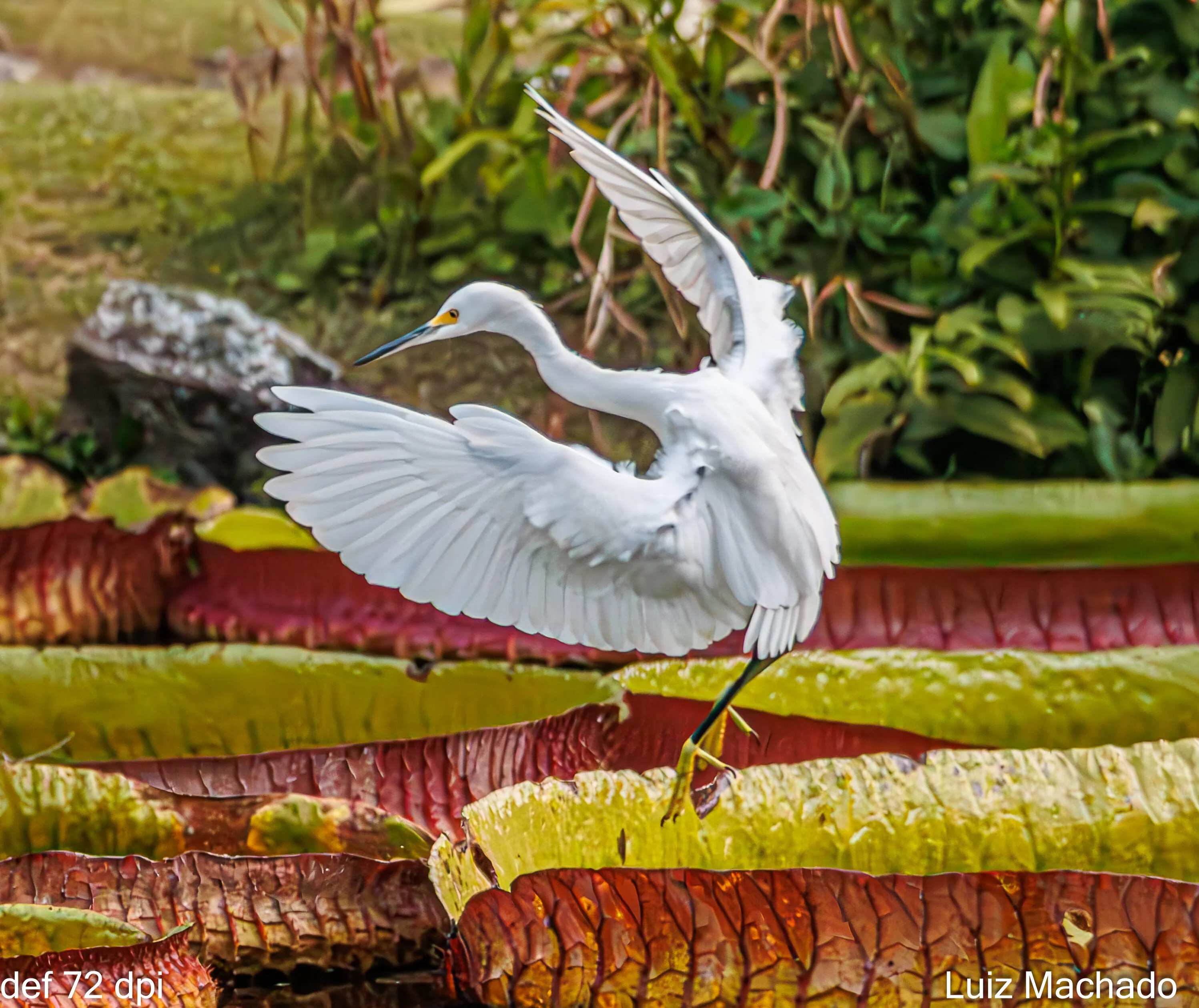 Small crane