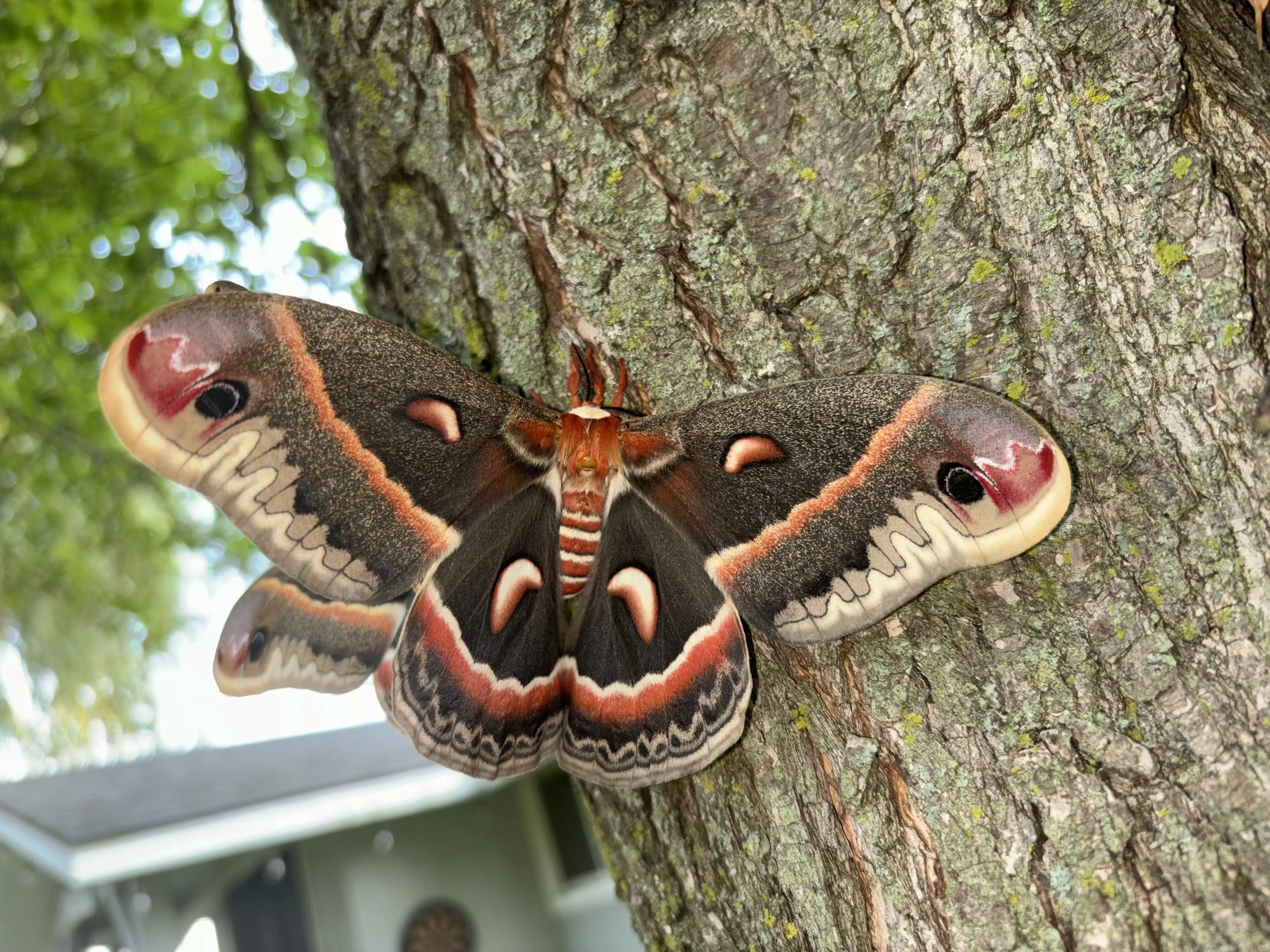 Cecropia moth