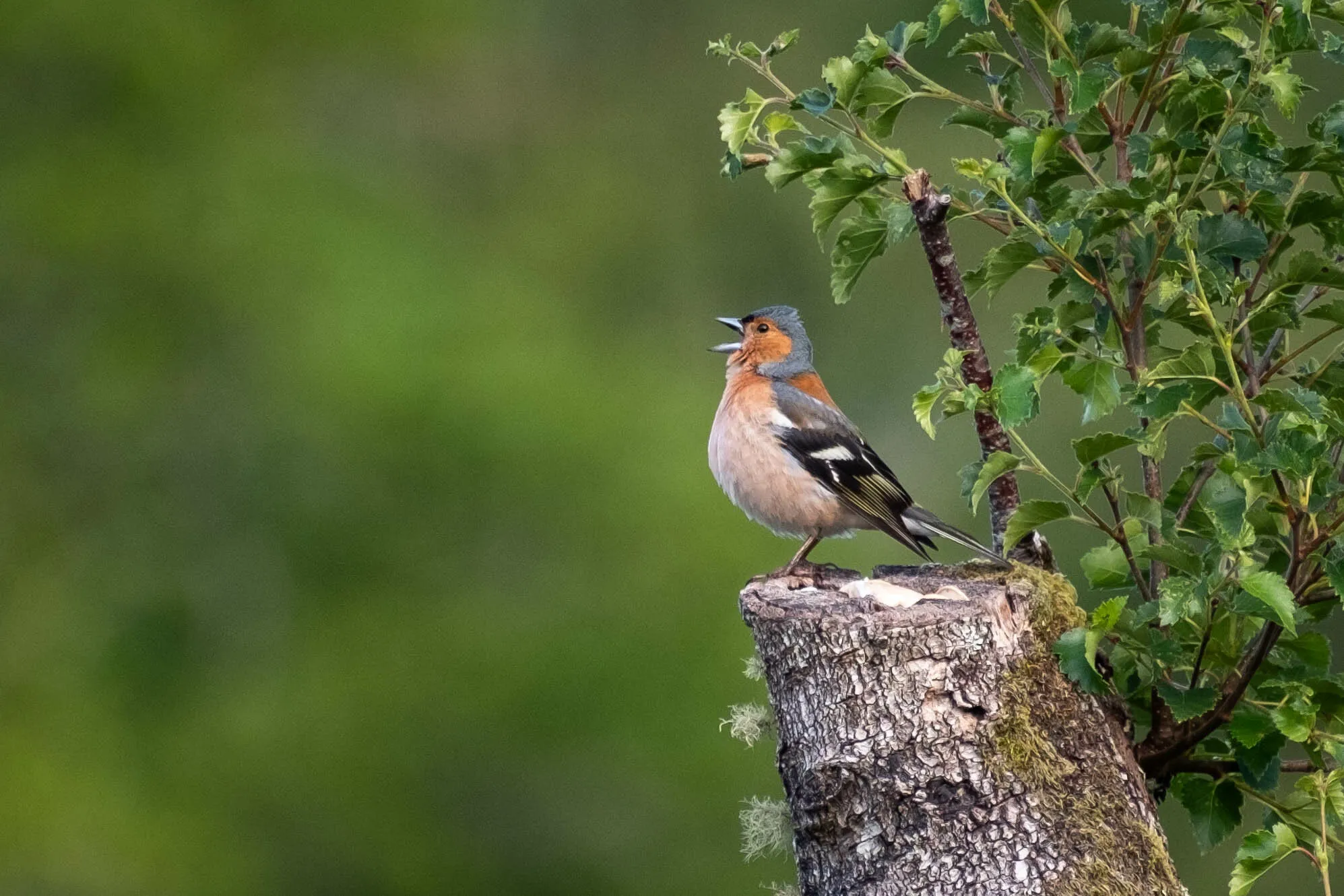 Chaffinch, early morning song