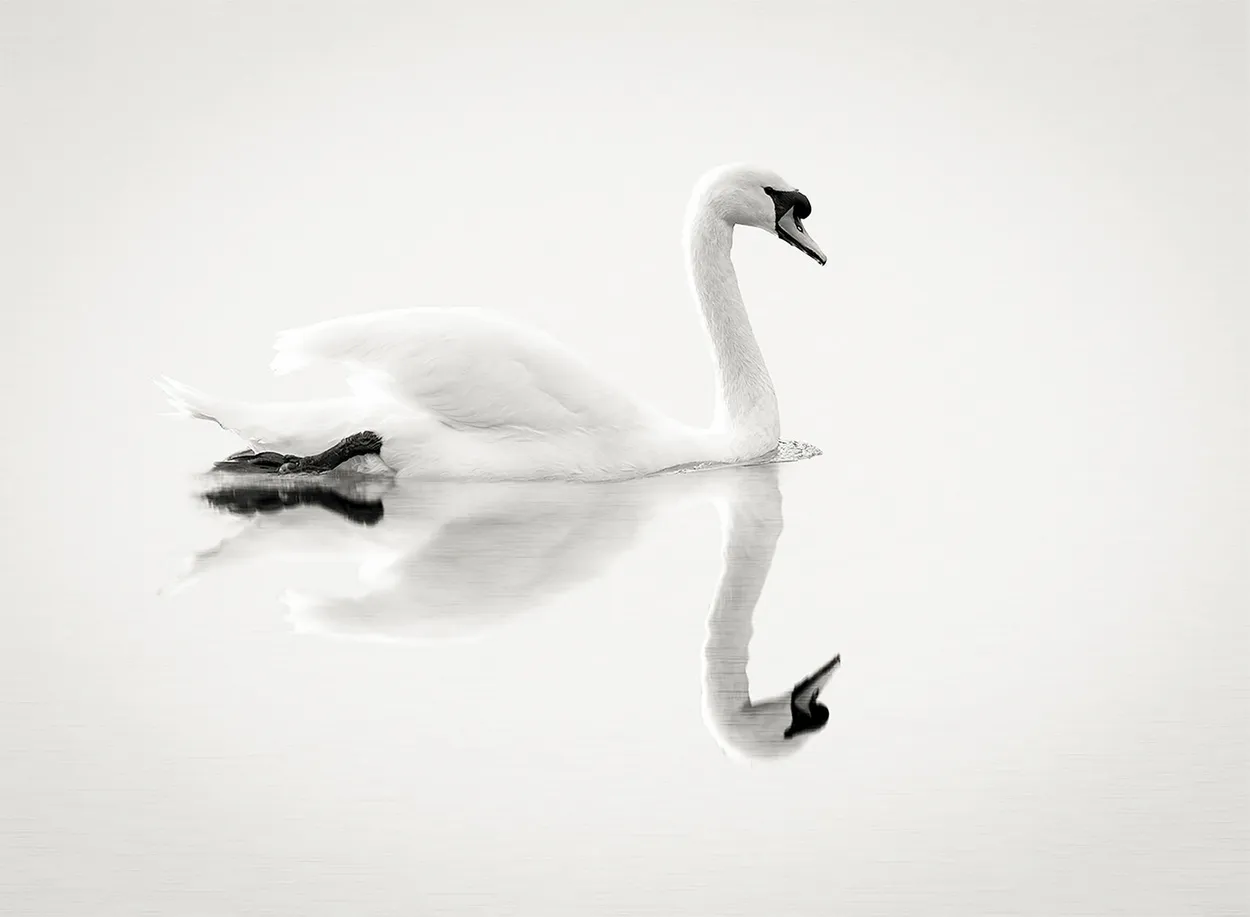 Entry 20845484