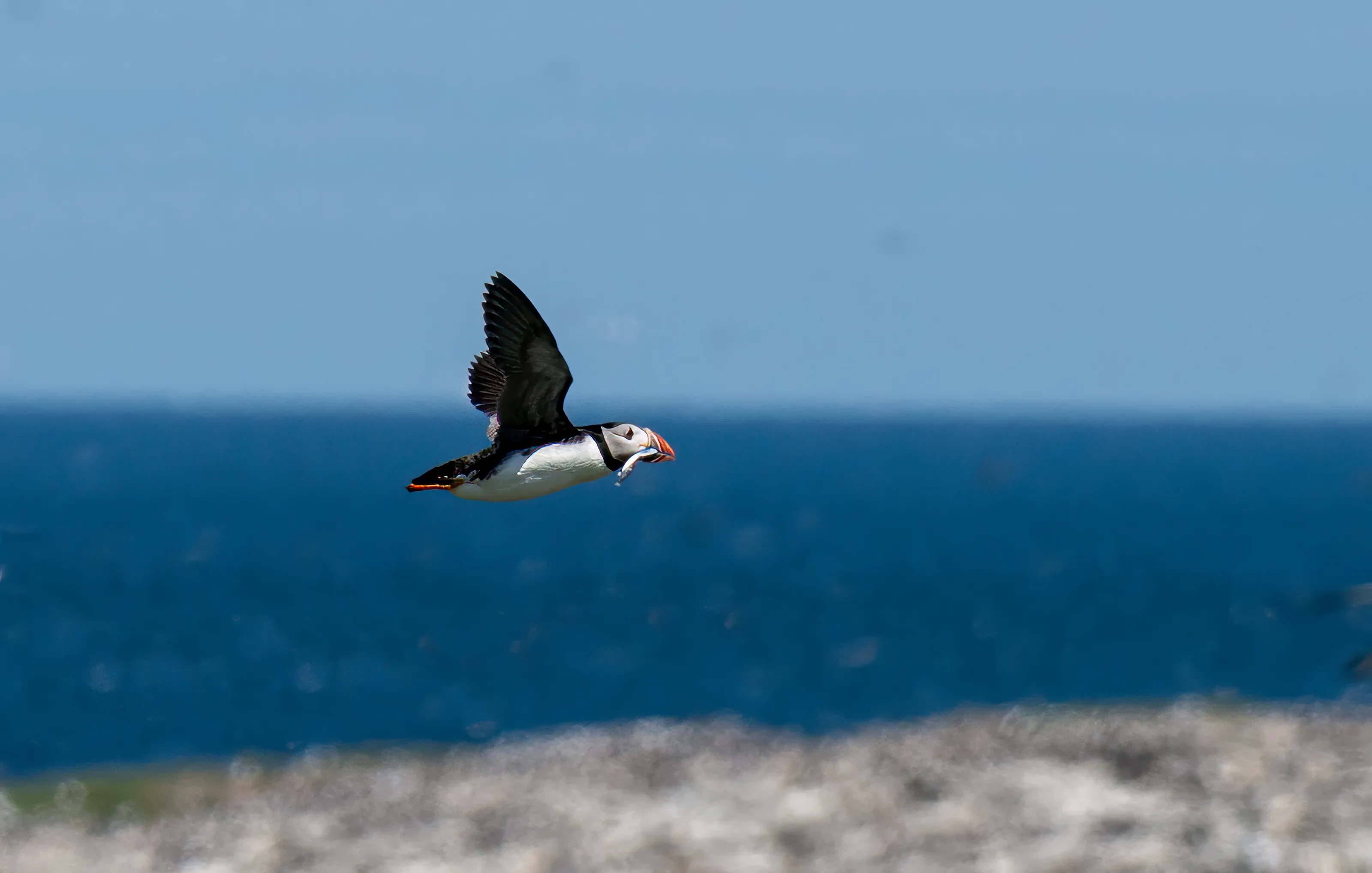 Puffin in Flight