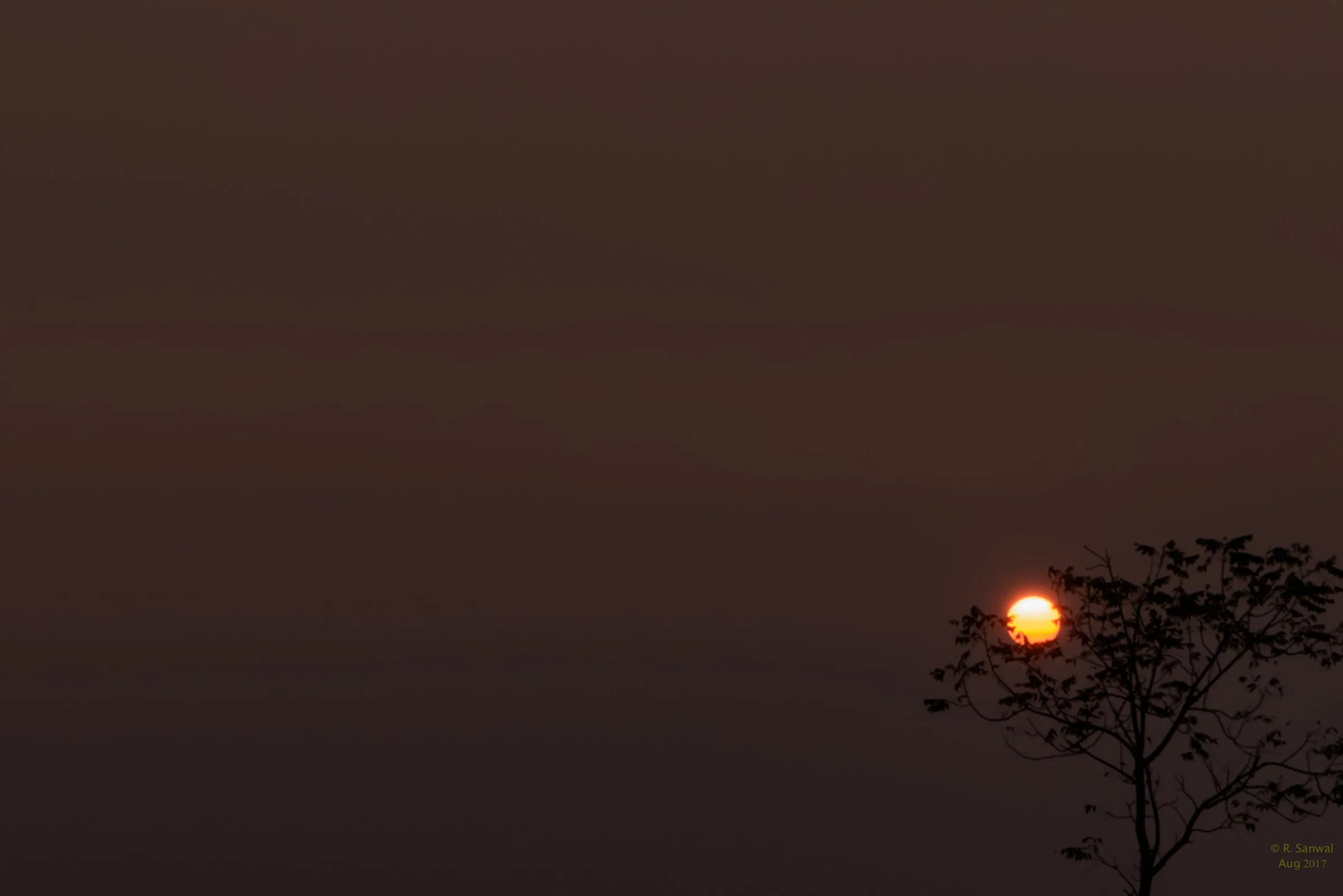 Sunset over the tree