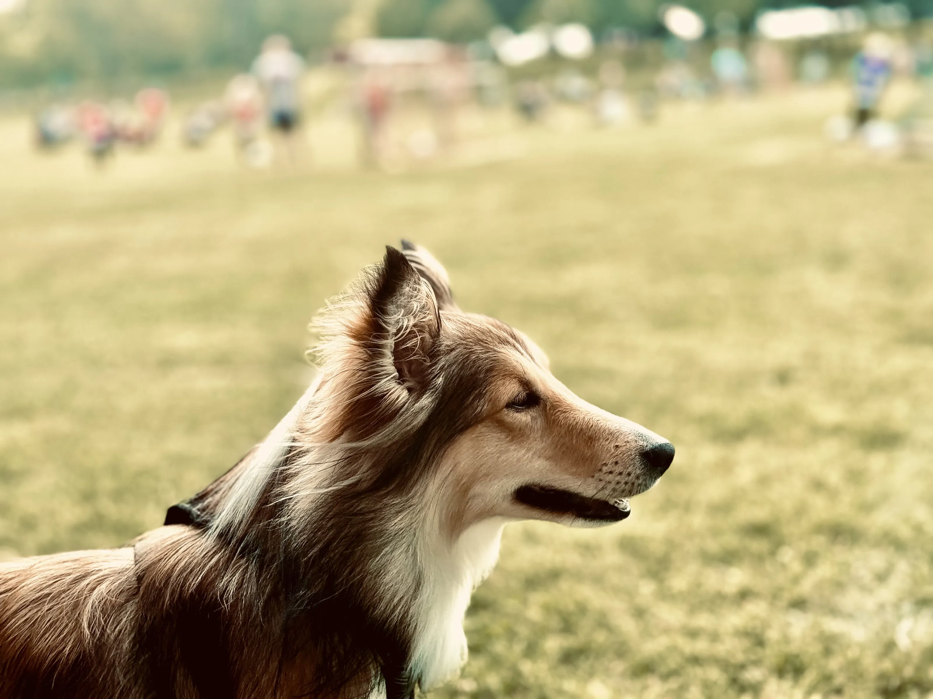 Sheltie Proud