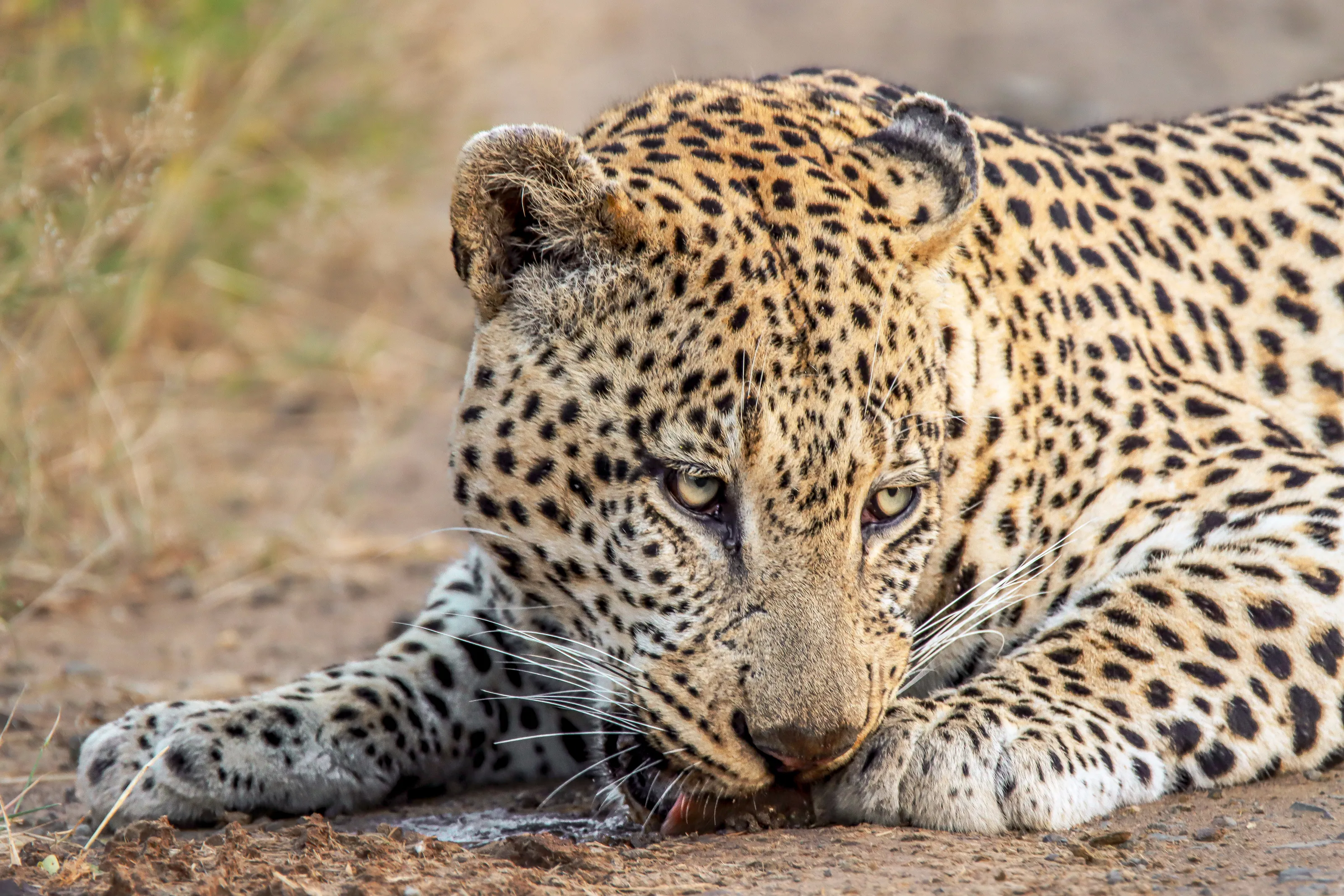 Gomondwane Male Leopard