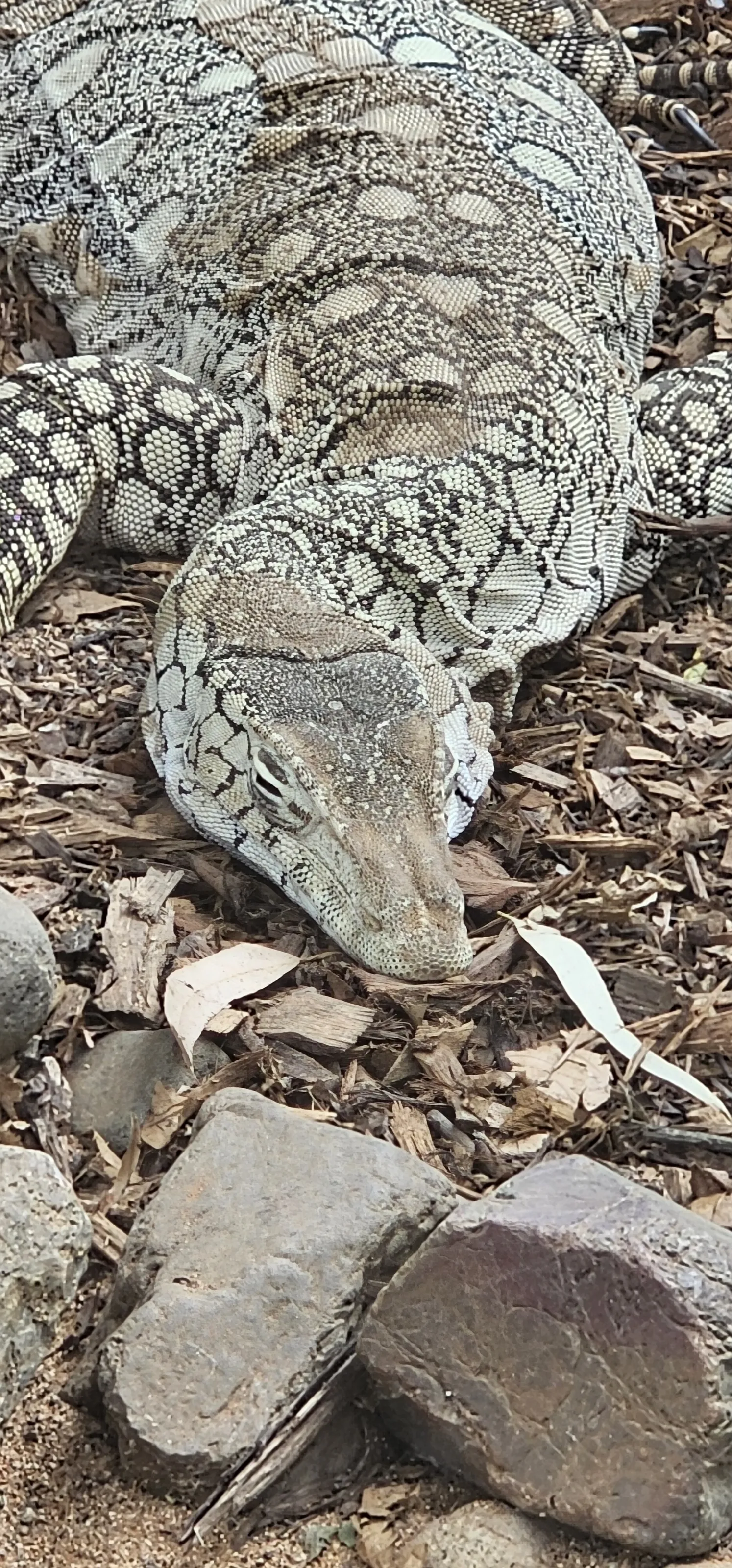 Perentie