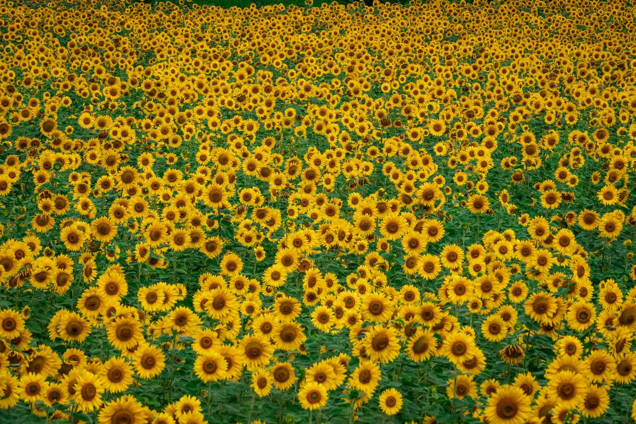 Entry 22742108