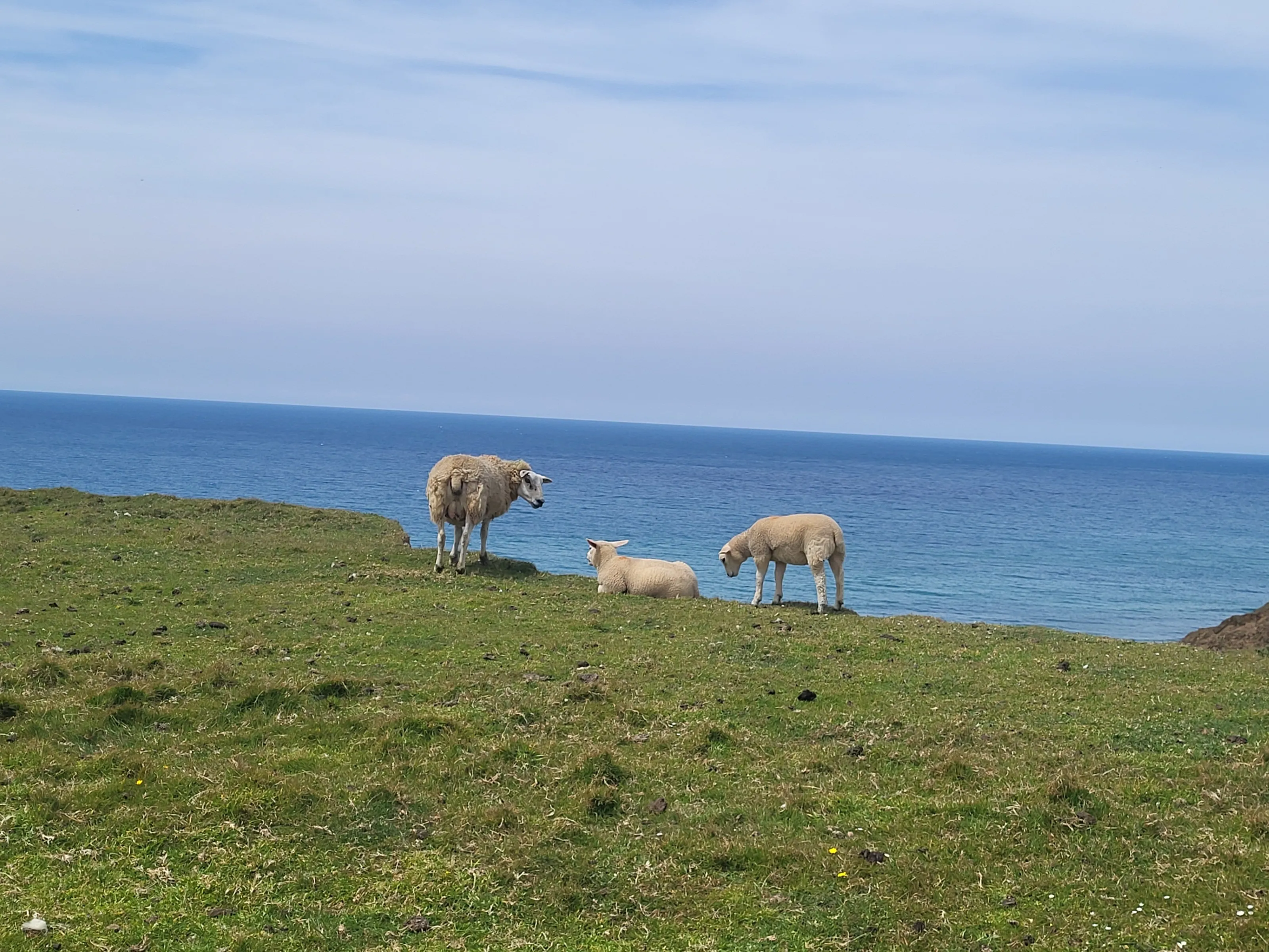 Cornish sheep on the edge