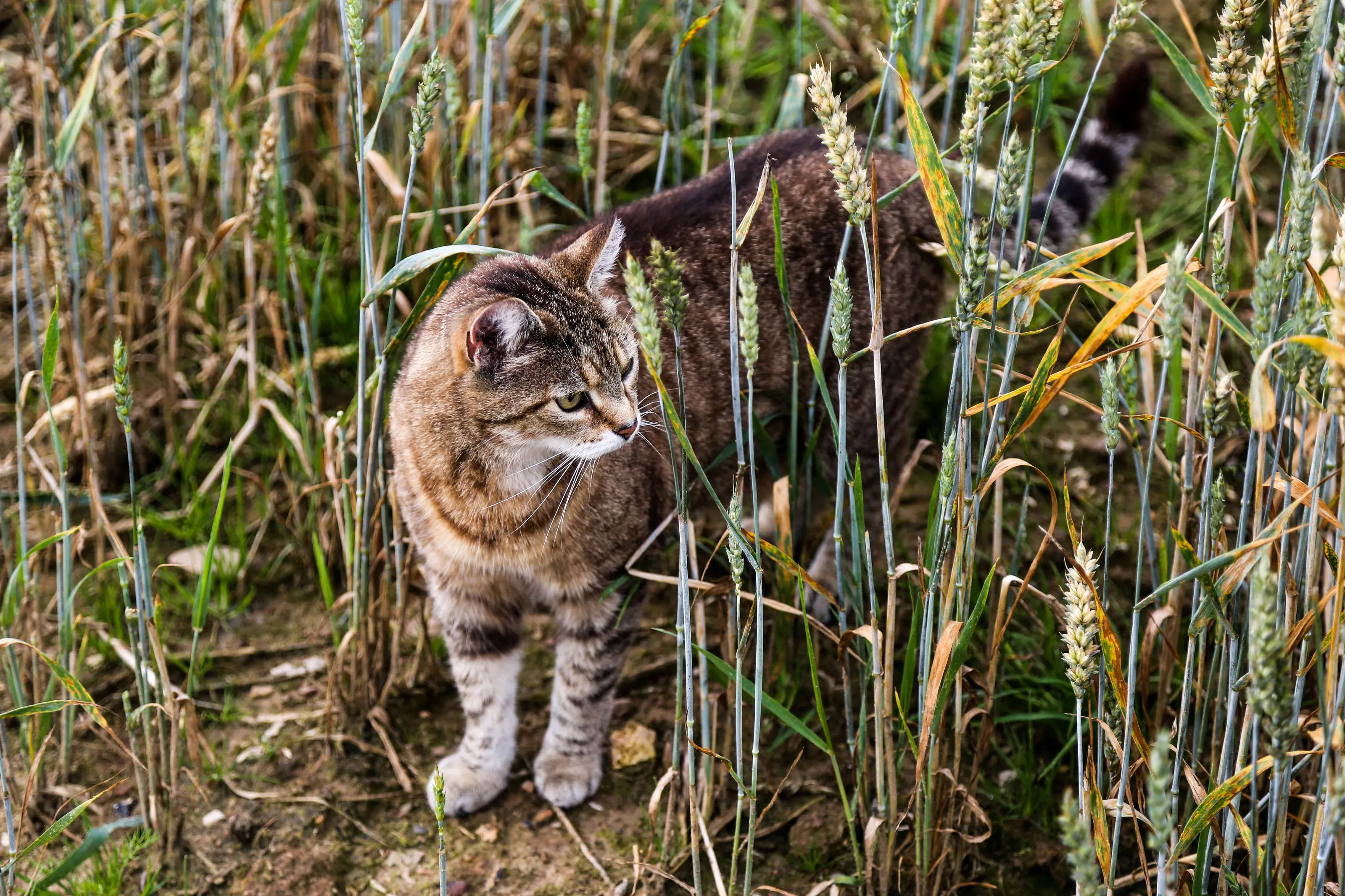 Cat in a field
