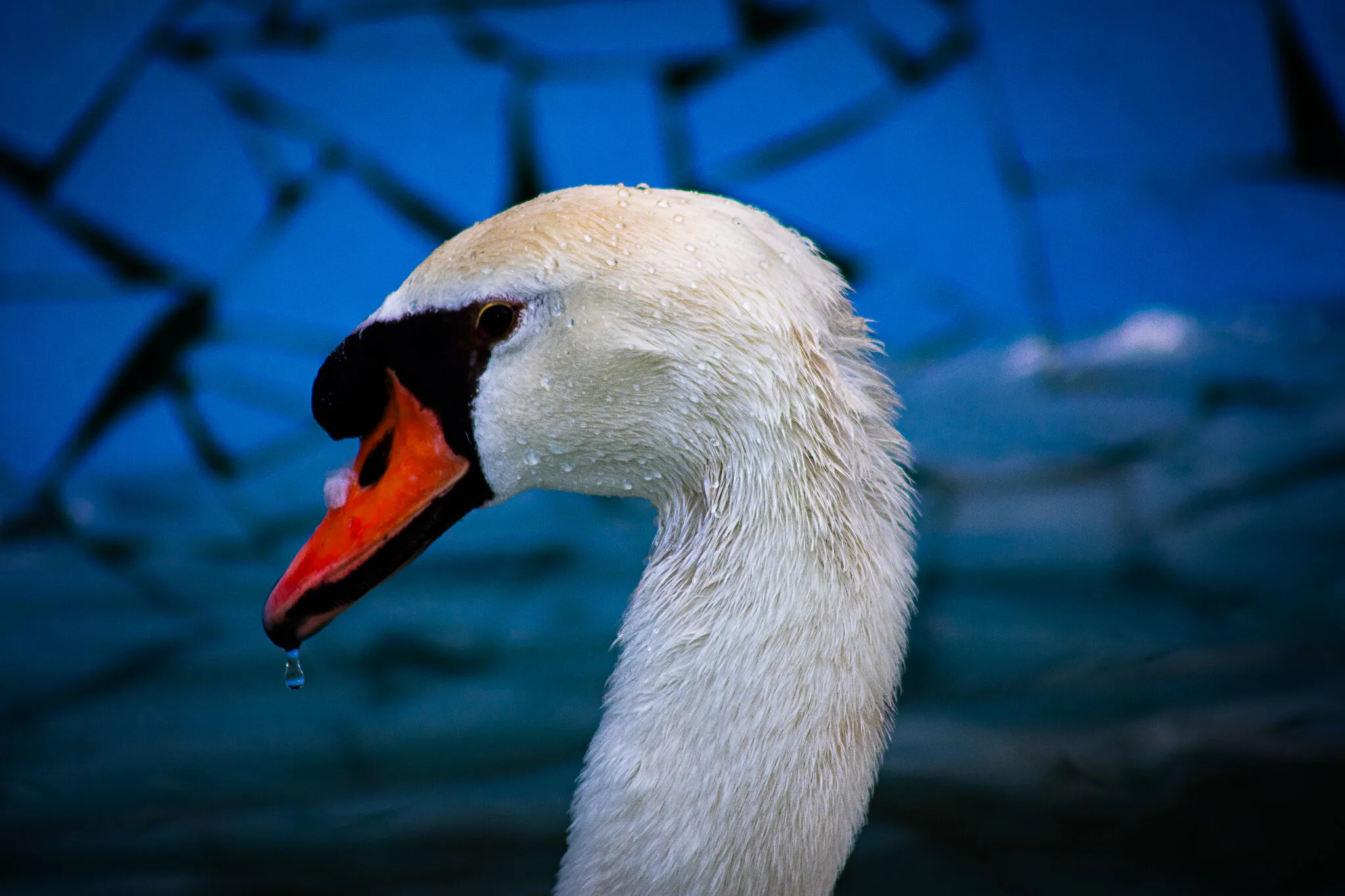 The Royal bird