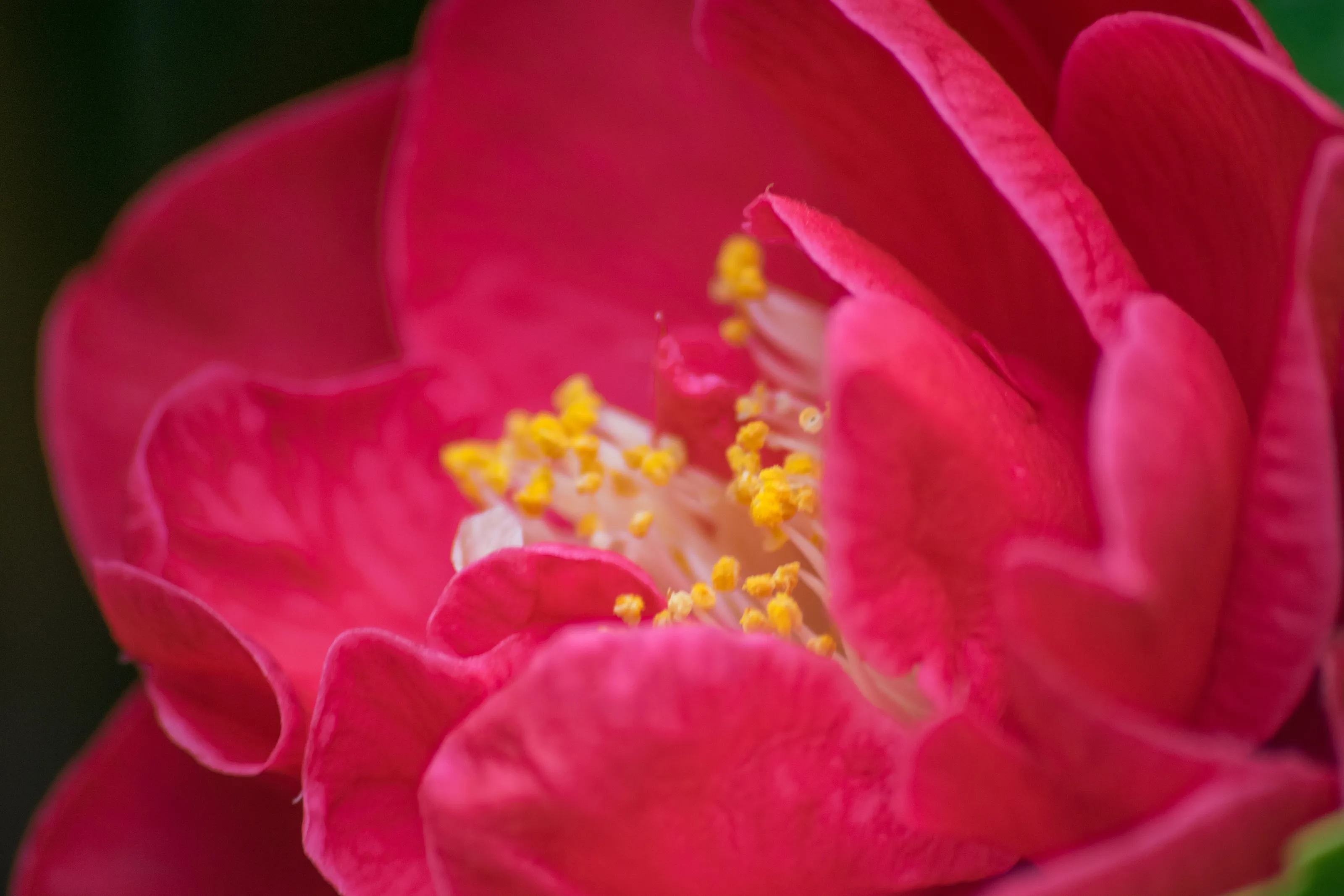 Pink Flower Close Up