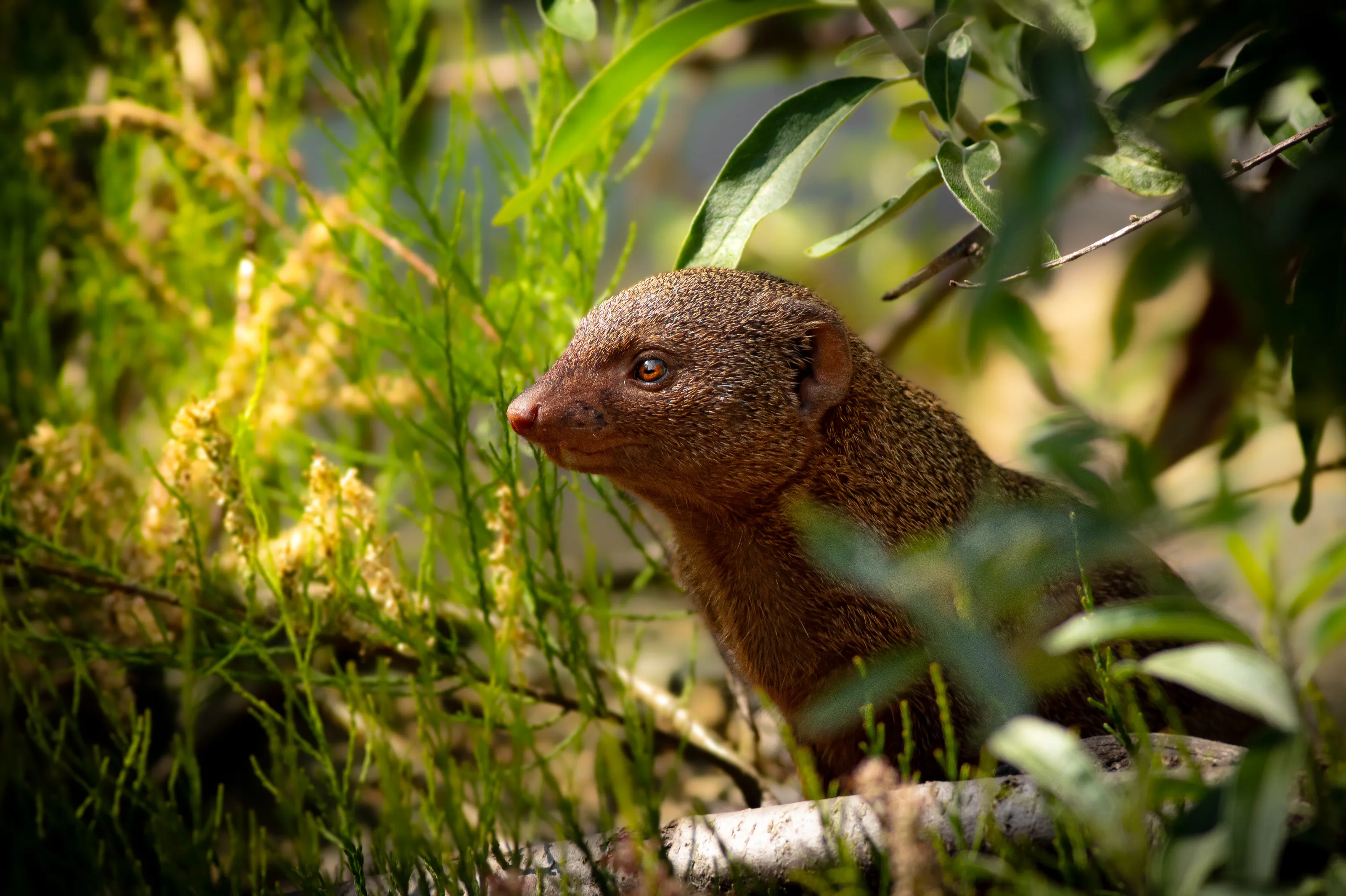 Dwarf Mongoose looking out into the horizon