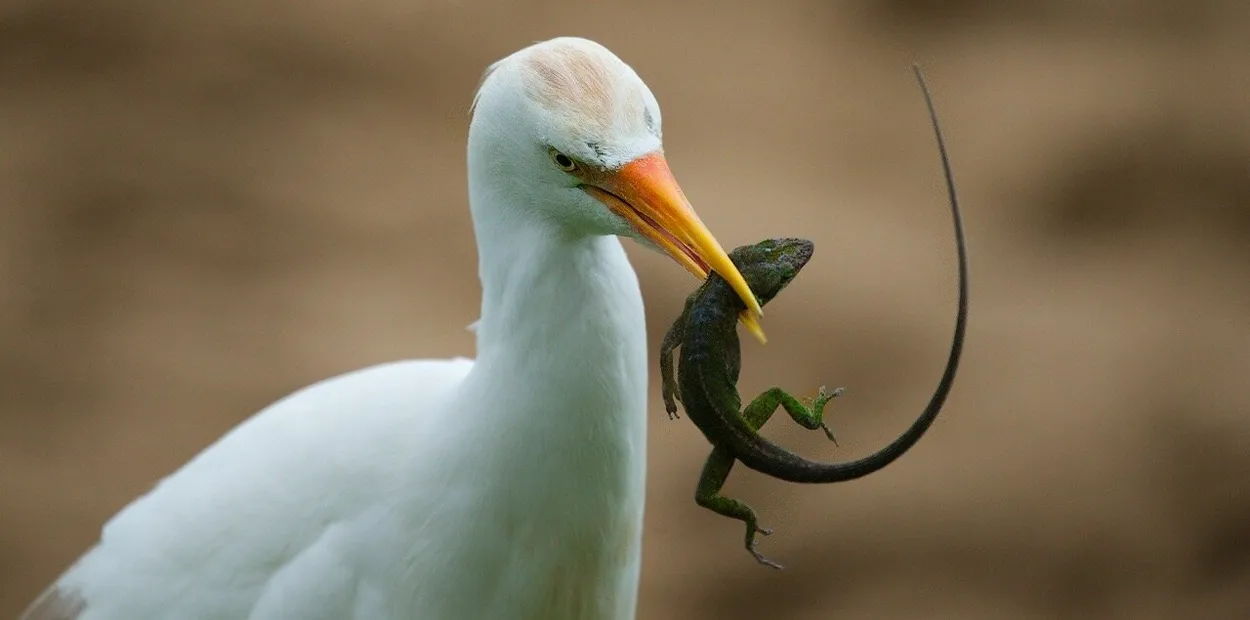 Entry 20869984