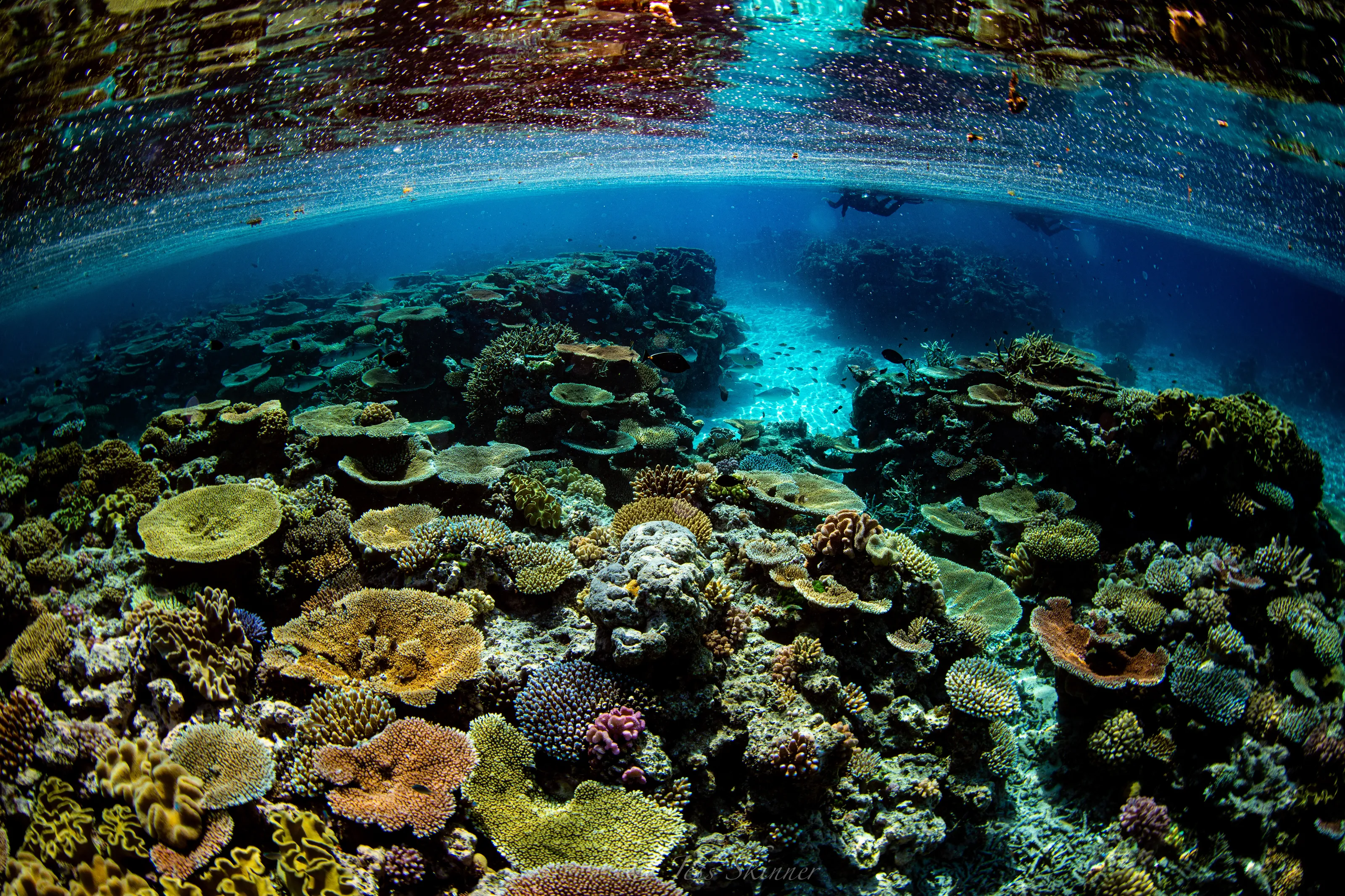 Beautiful Barrier
