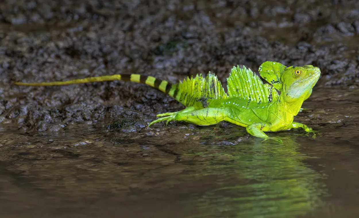 Entry 20871556
