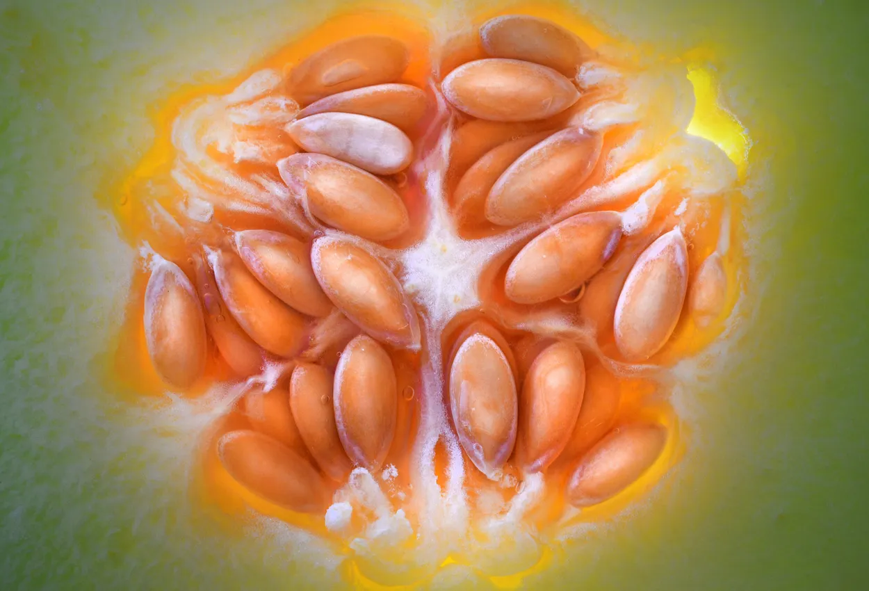 Melon