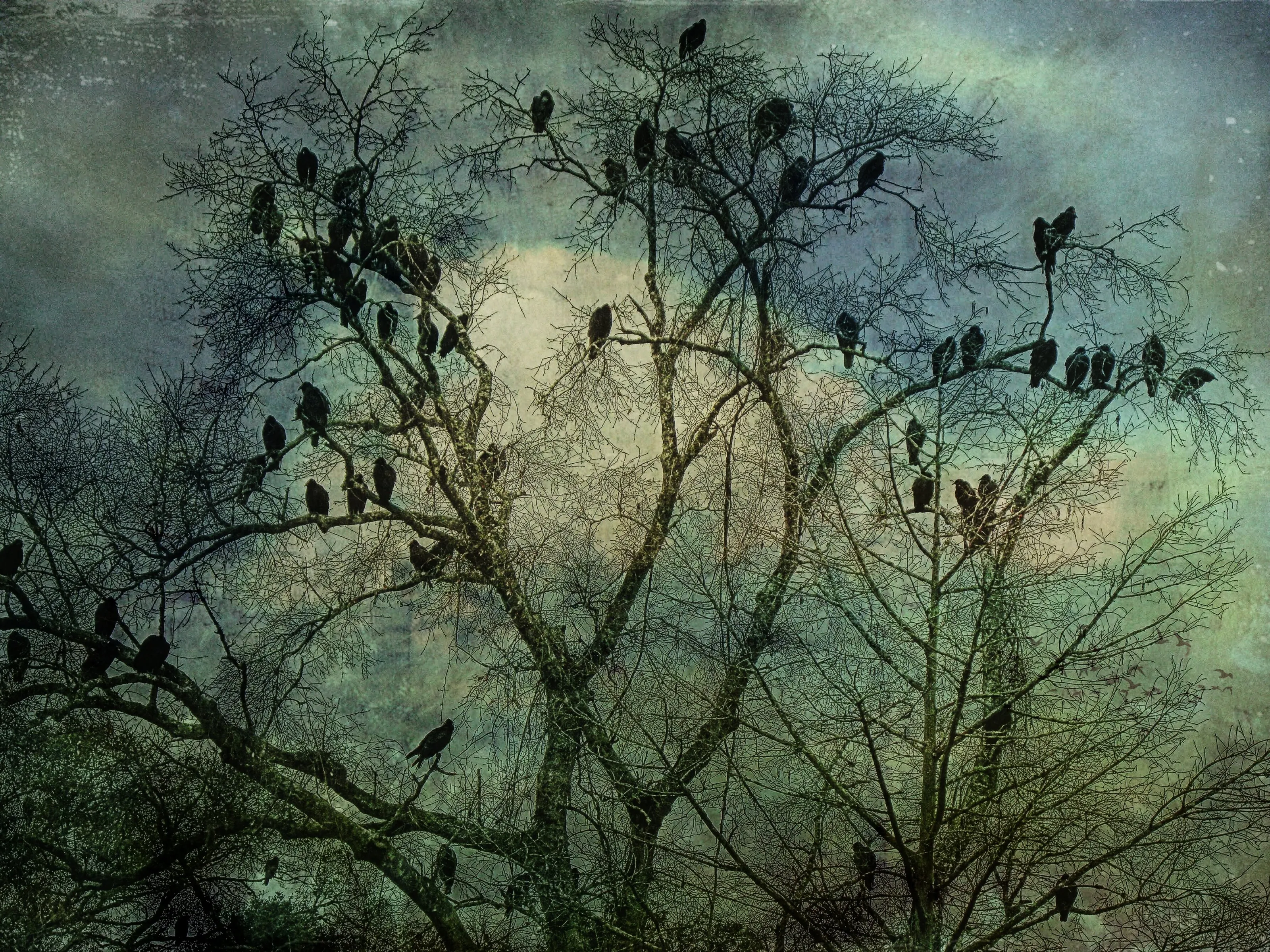The Birds