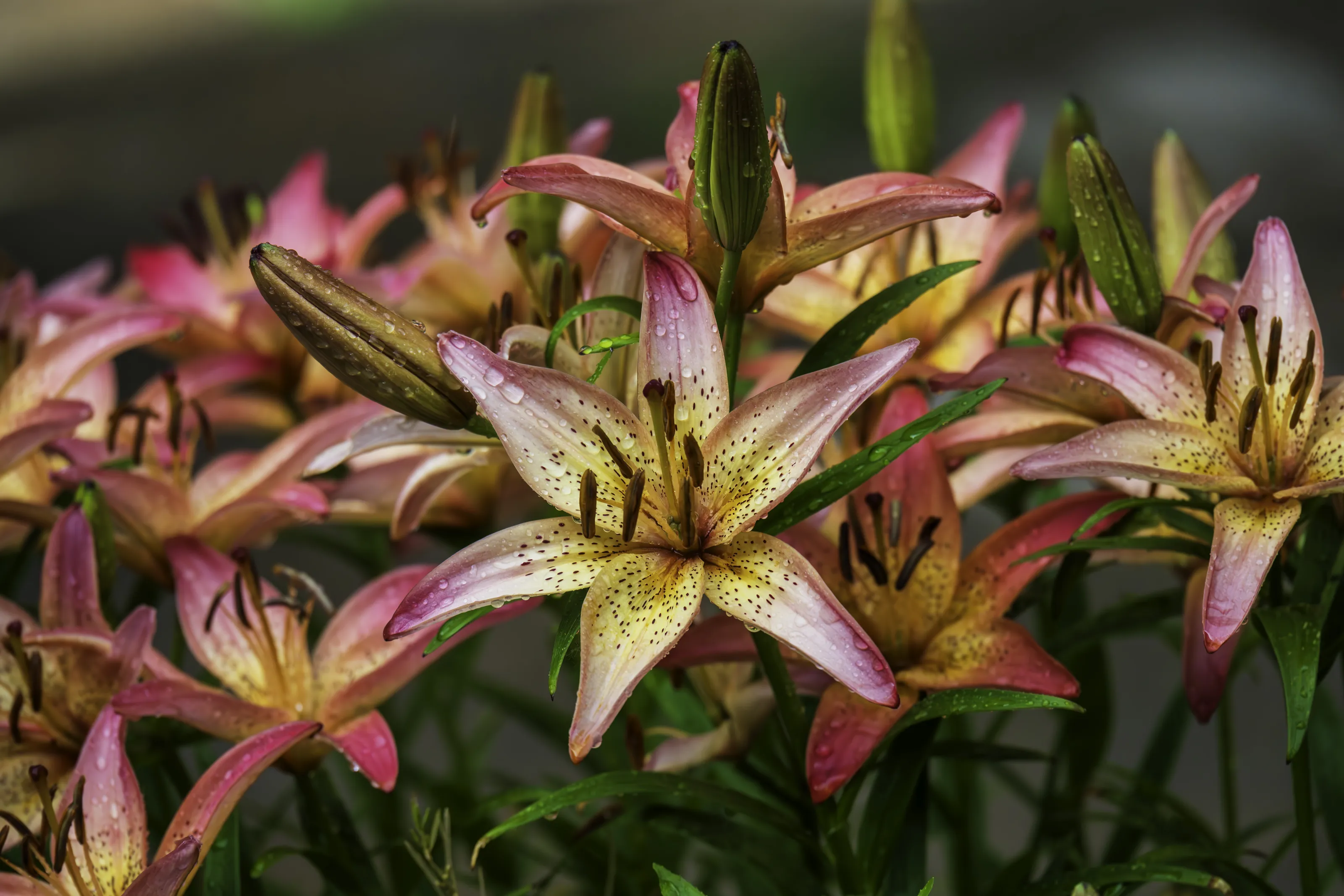 Lily Flowers and Water Lilies (in colour)