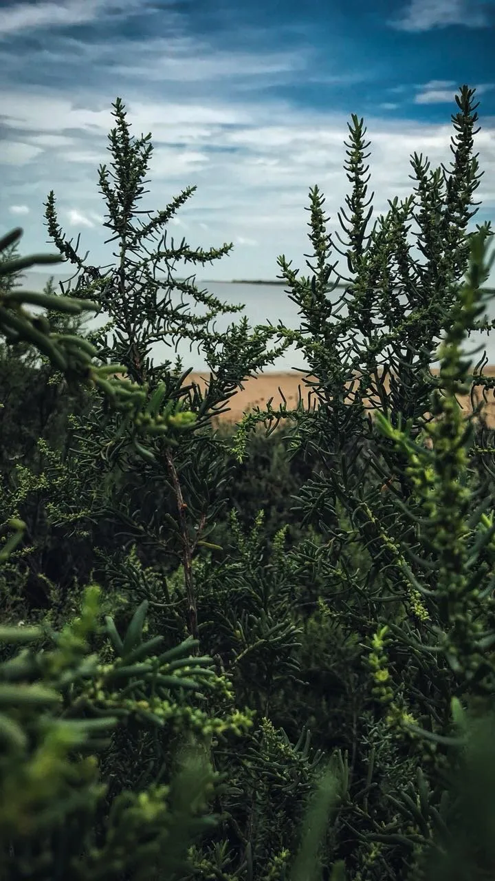 Banner image