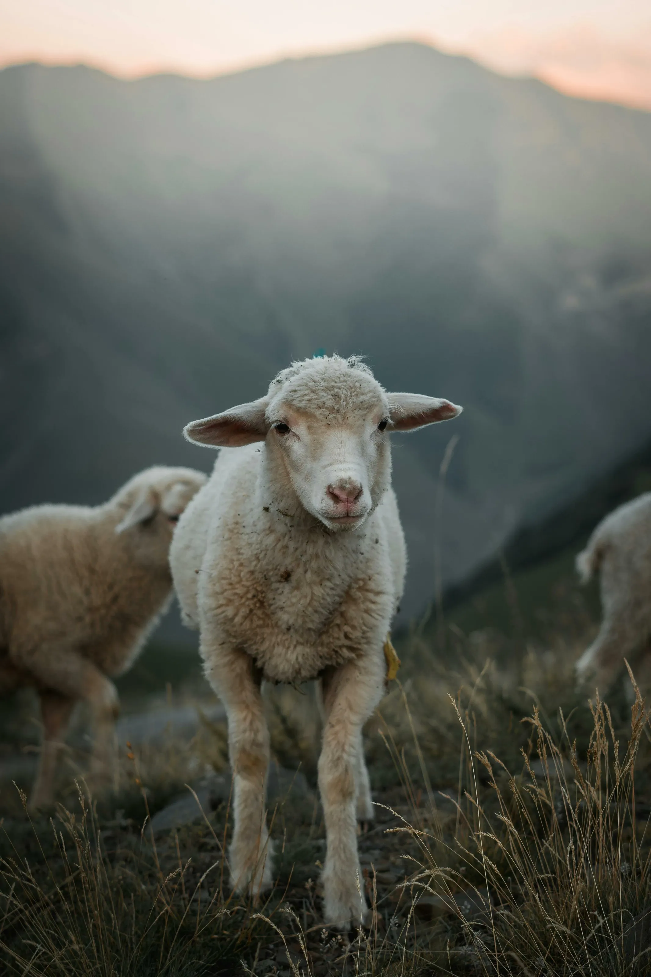Sheep Running Wild In The Forest