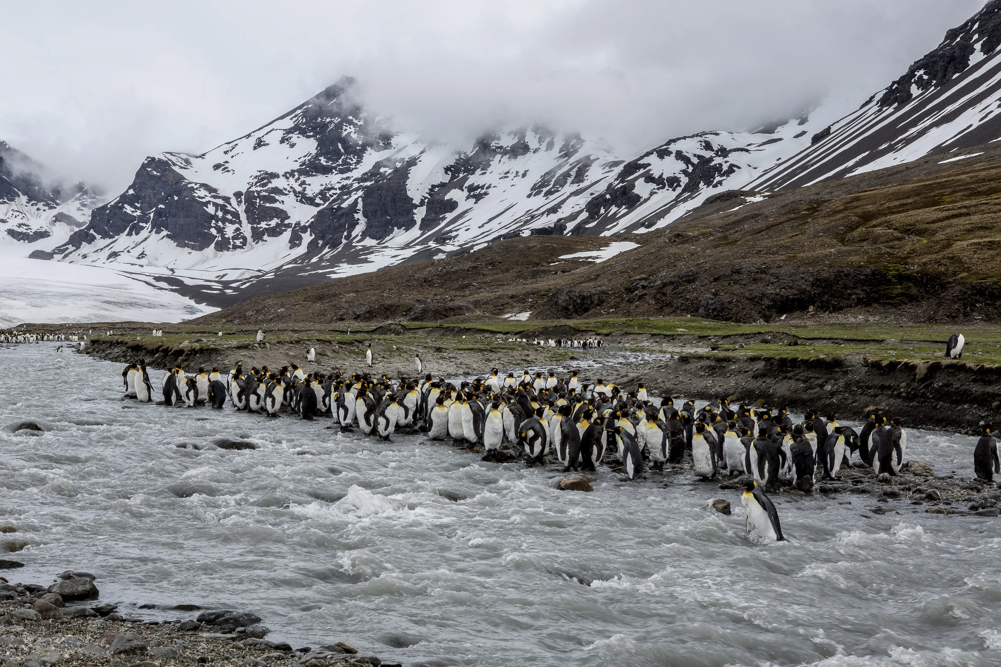 Penguins of South Georgia Islands