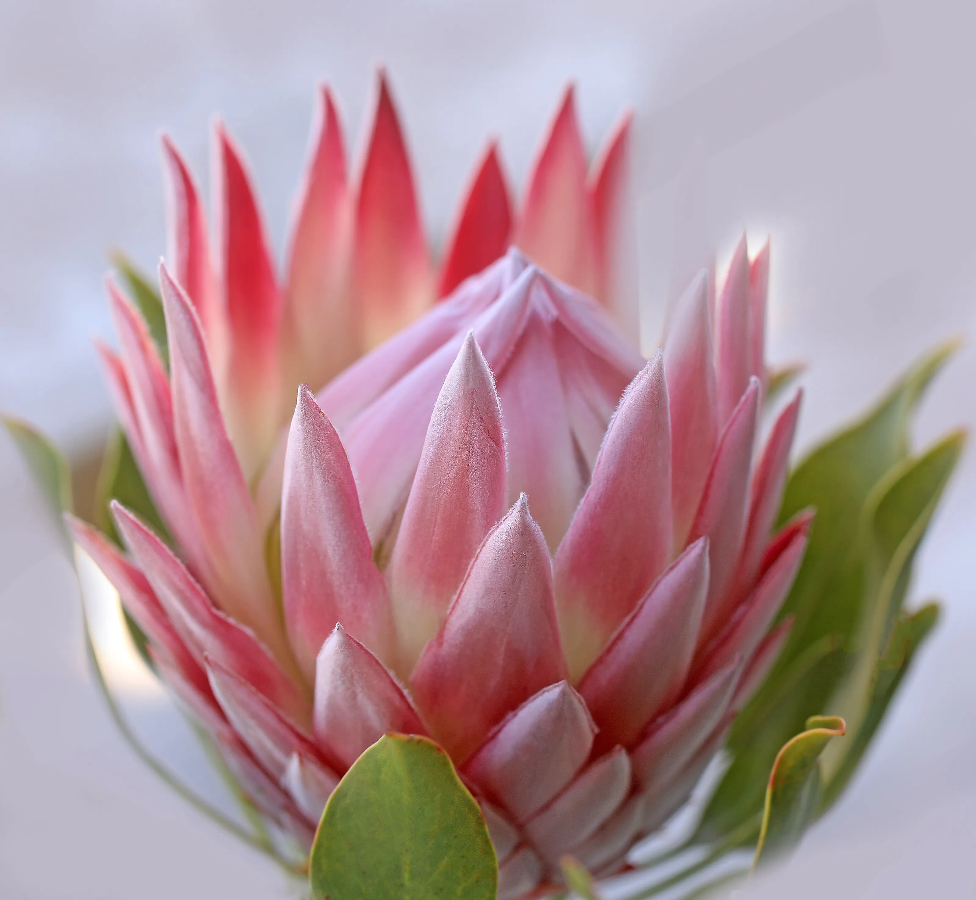 King Protea