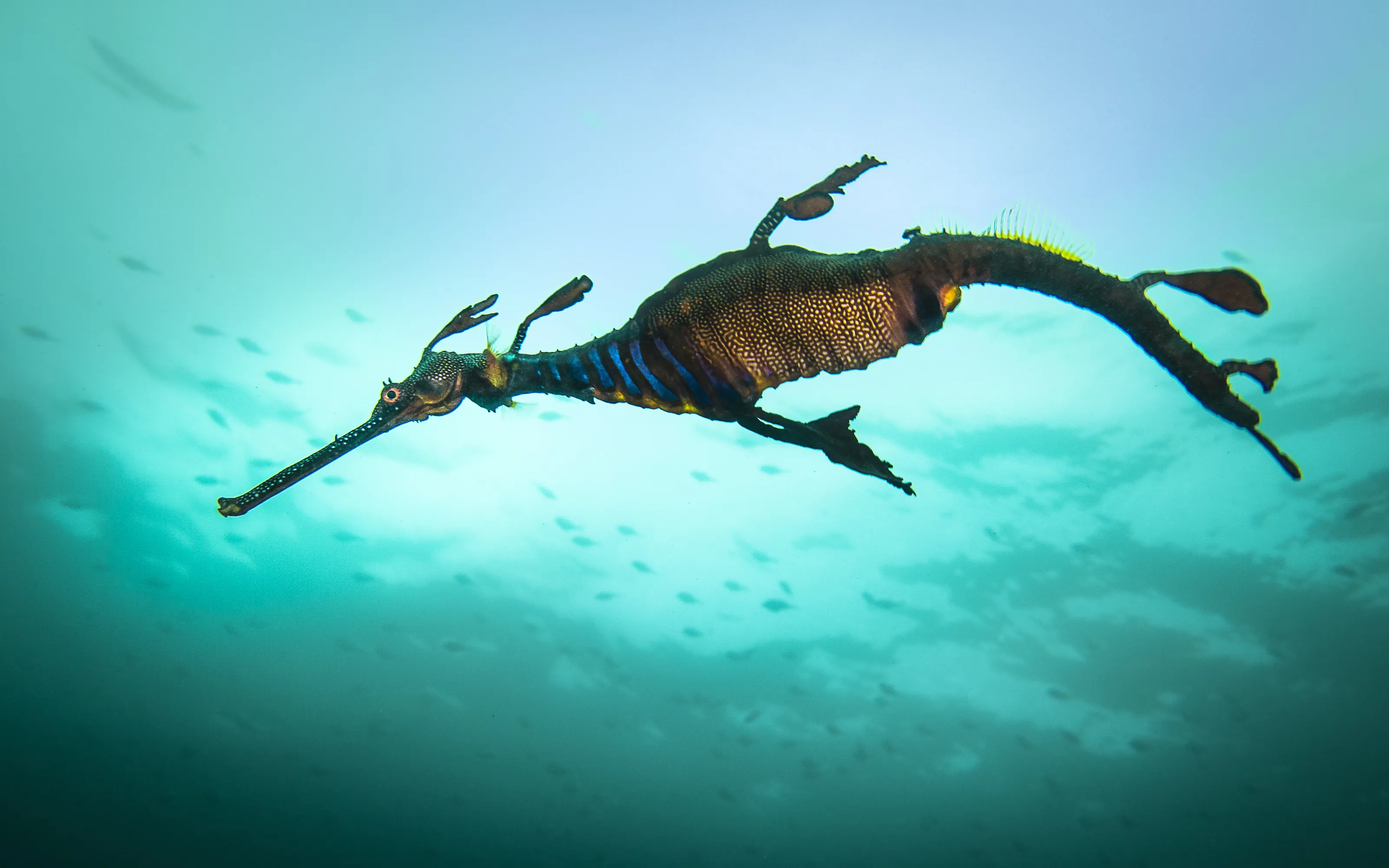 Delightful Dragon