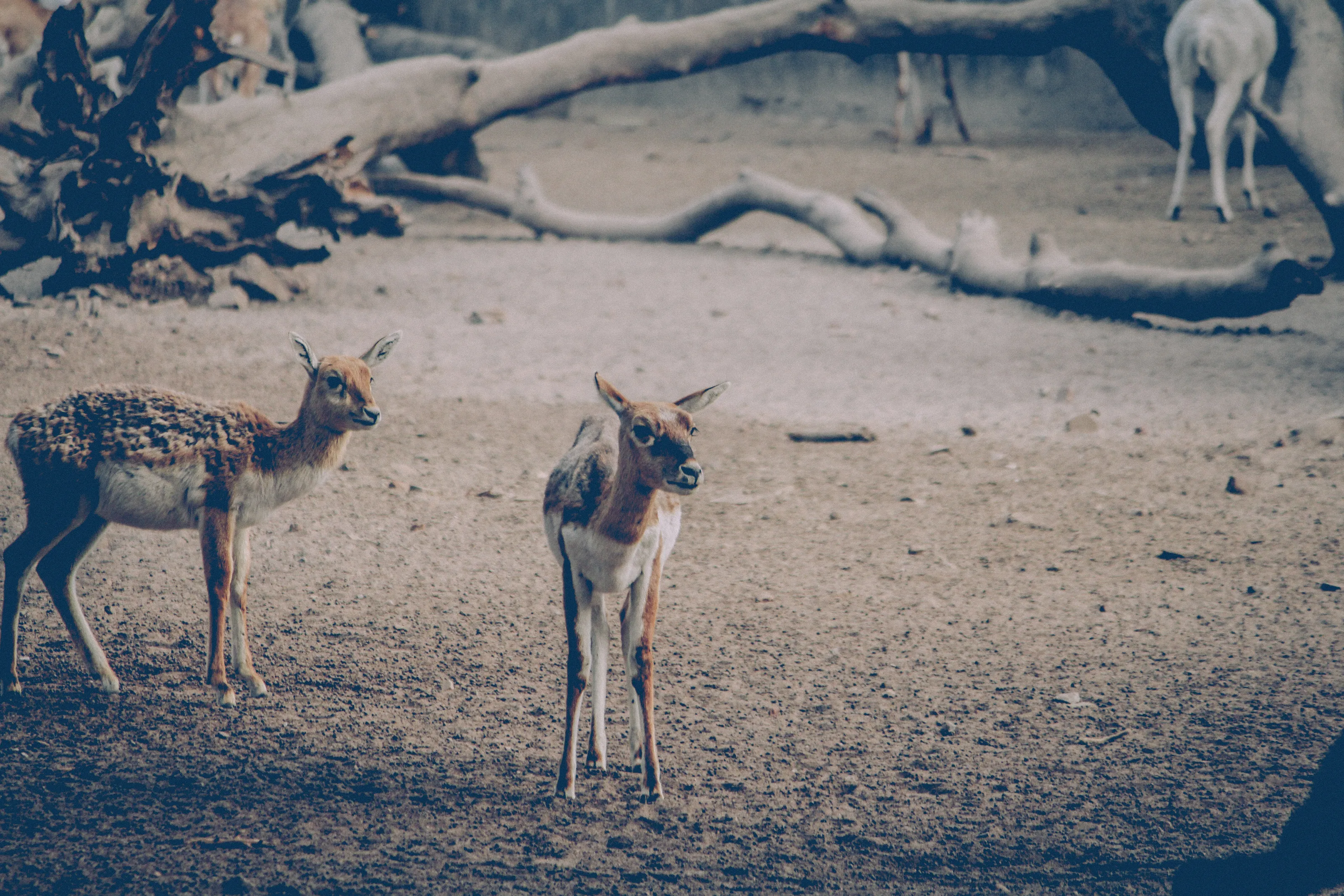 delhi zoo