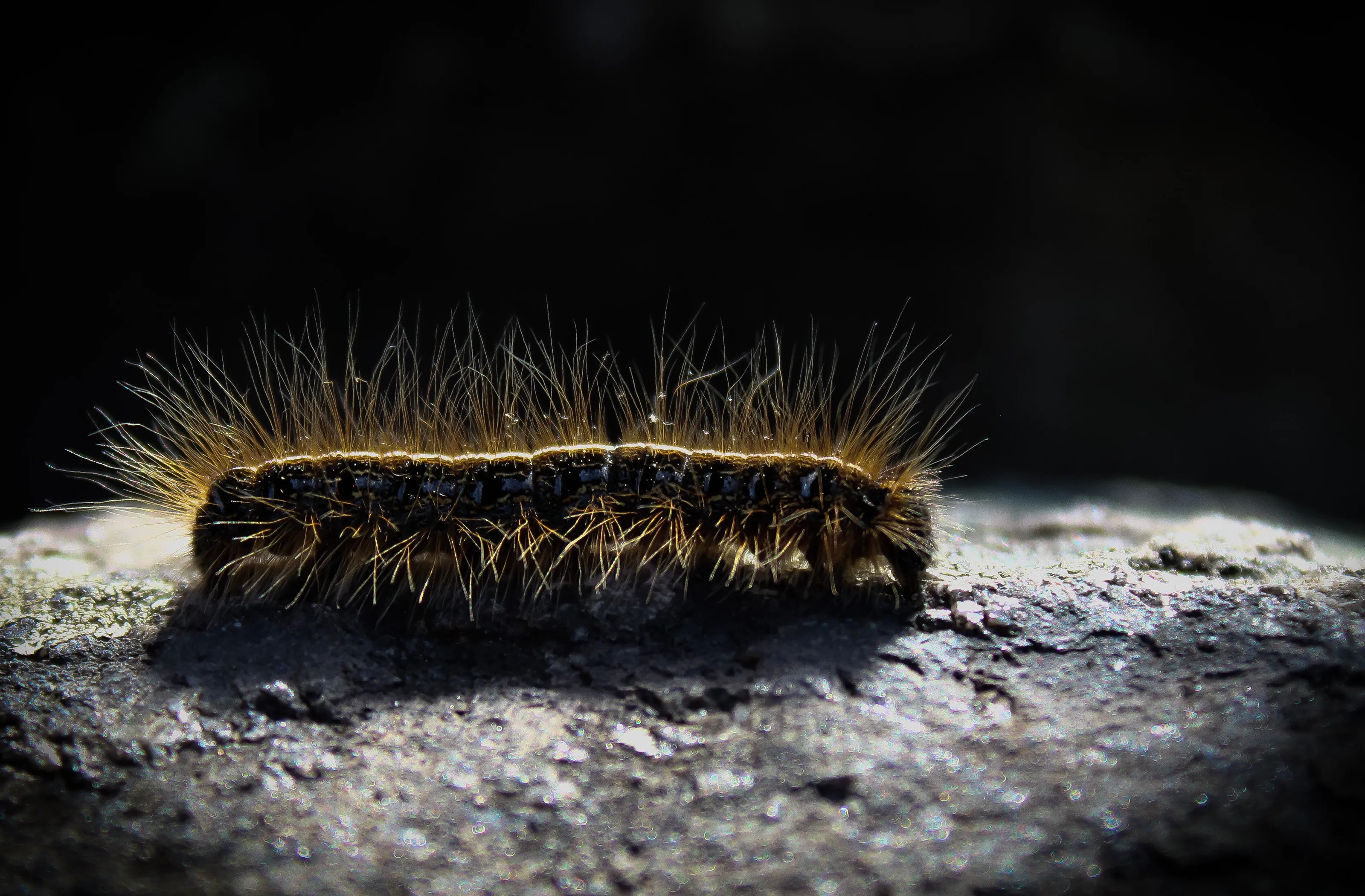 The Golden Caterpillar