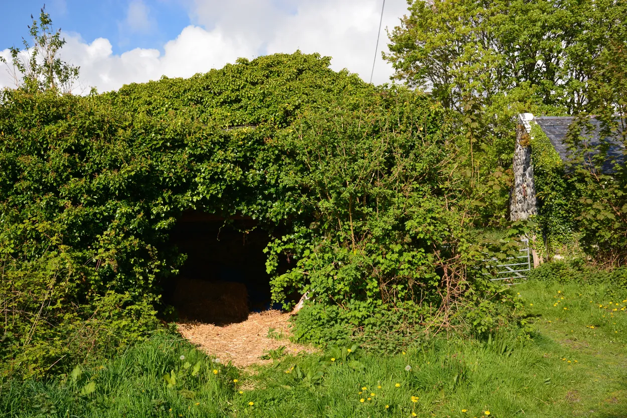 Entry 6210385