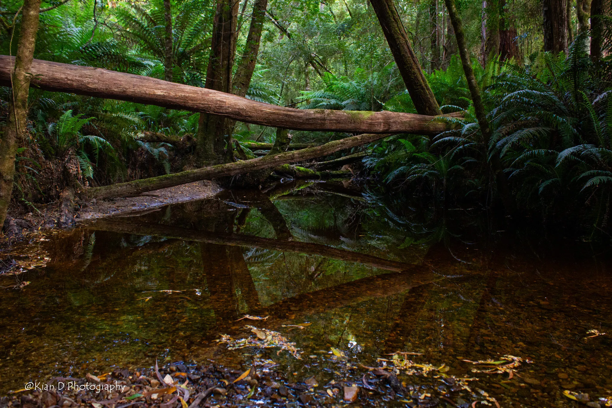 Natures Reflection In Water