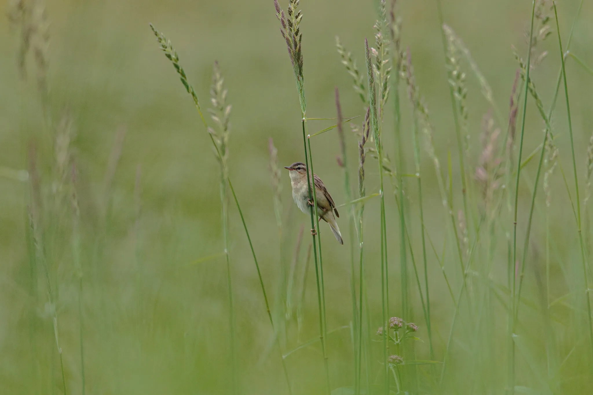 Sedge warbler in natural habitat