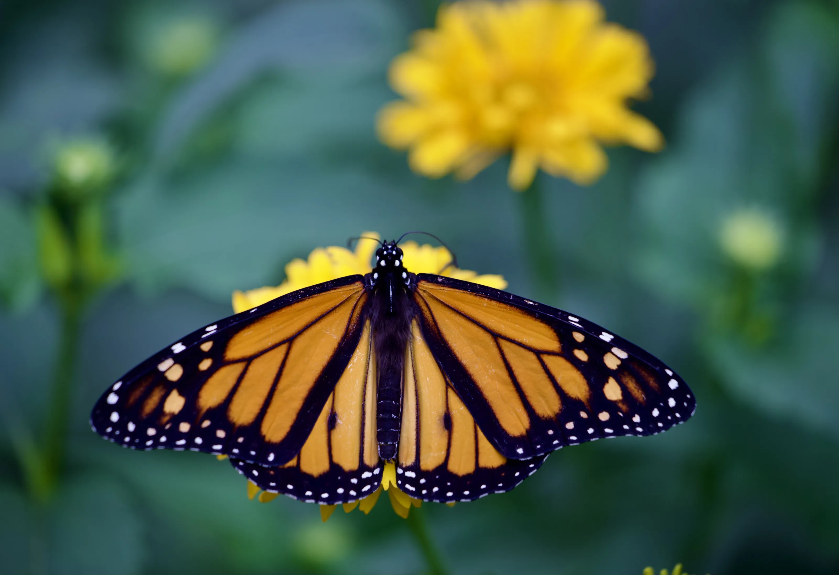 The Monarch