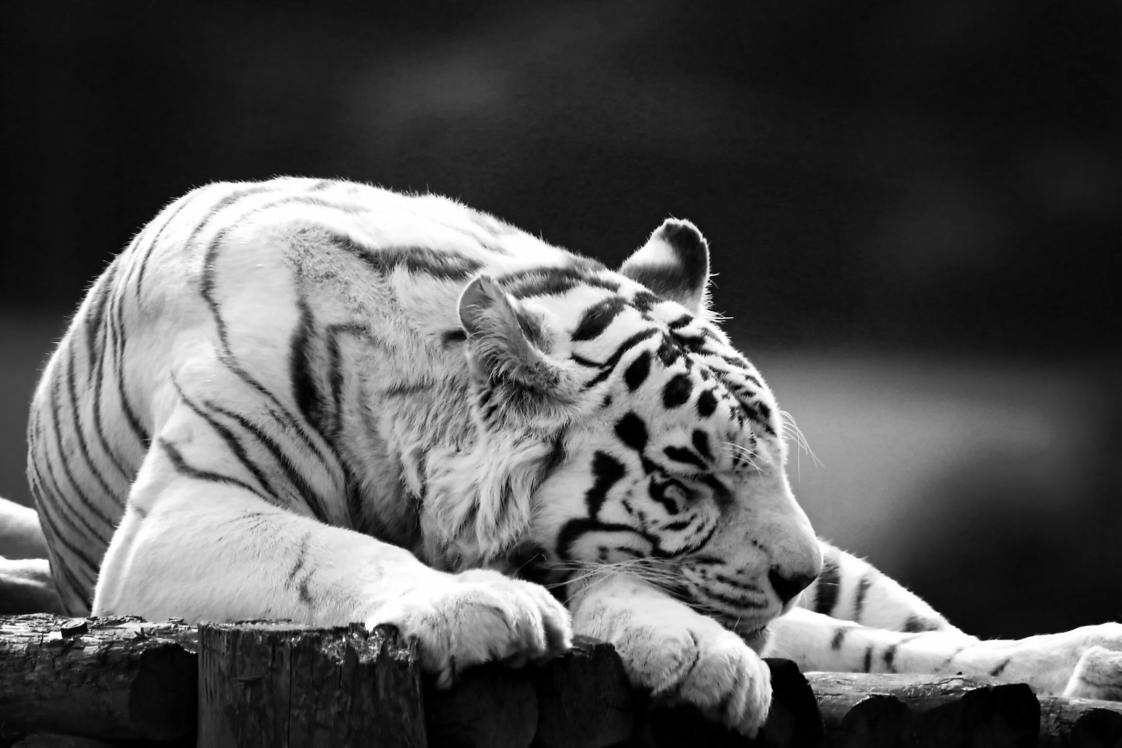 The white tiger
