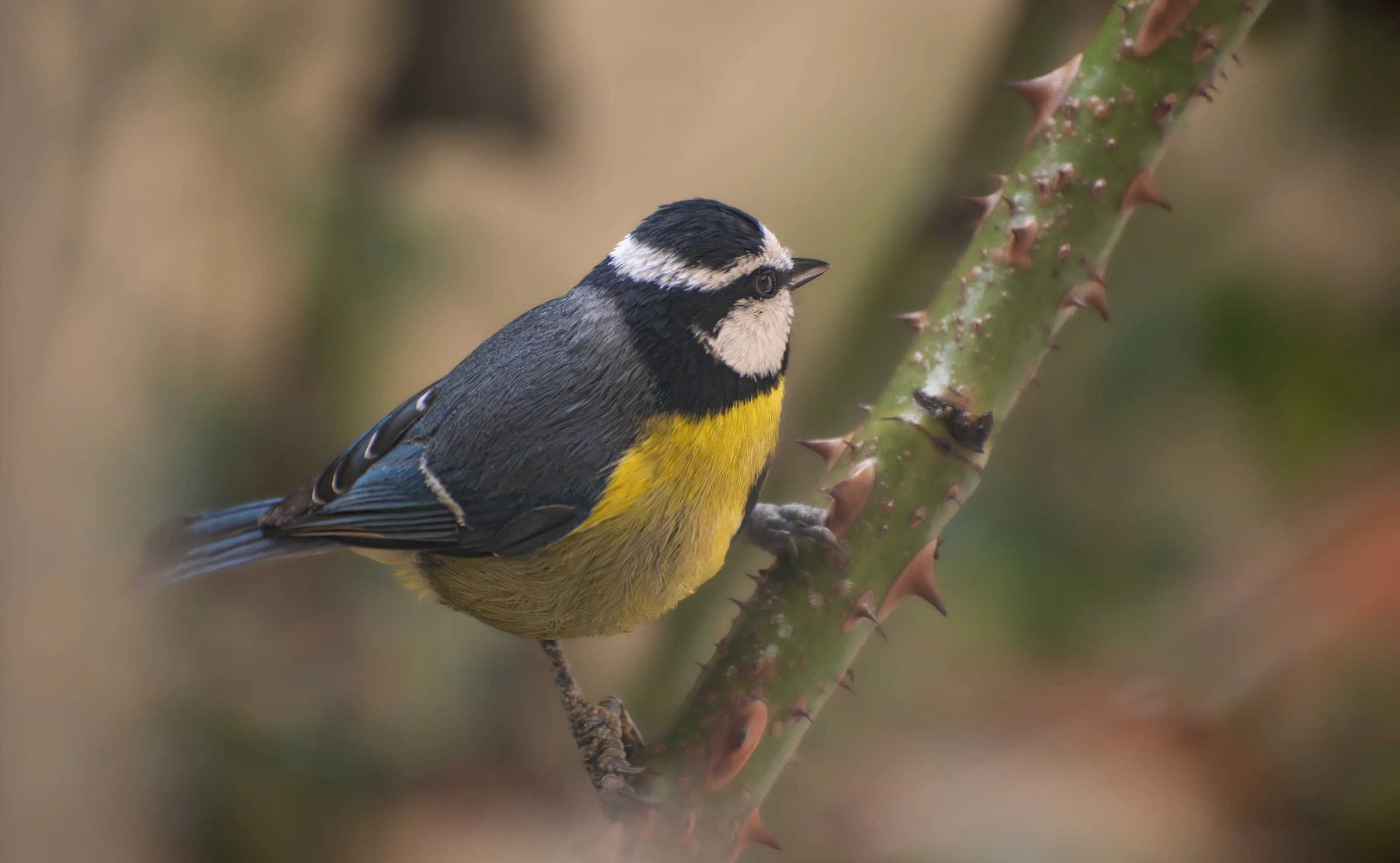 Mésange bleu