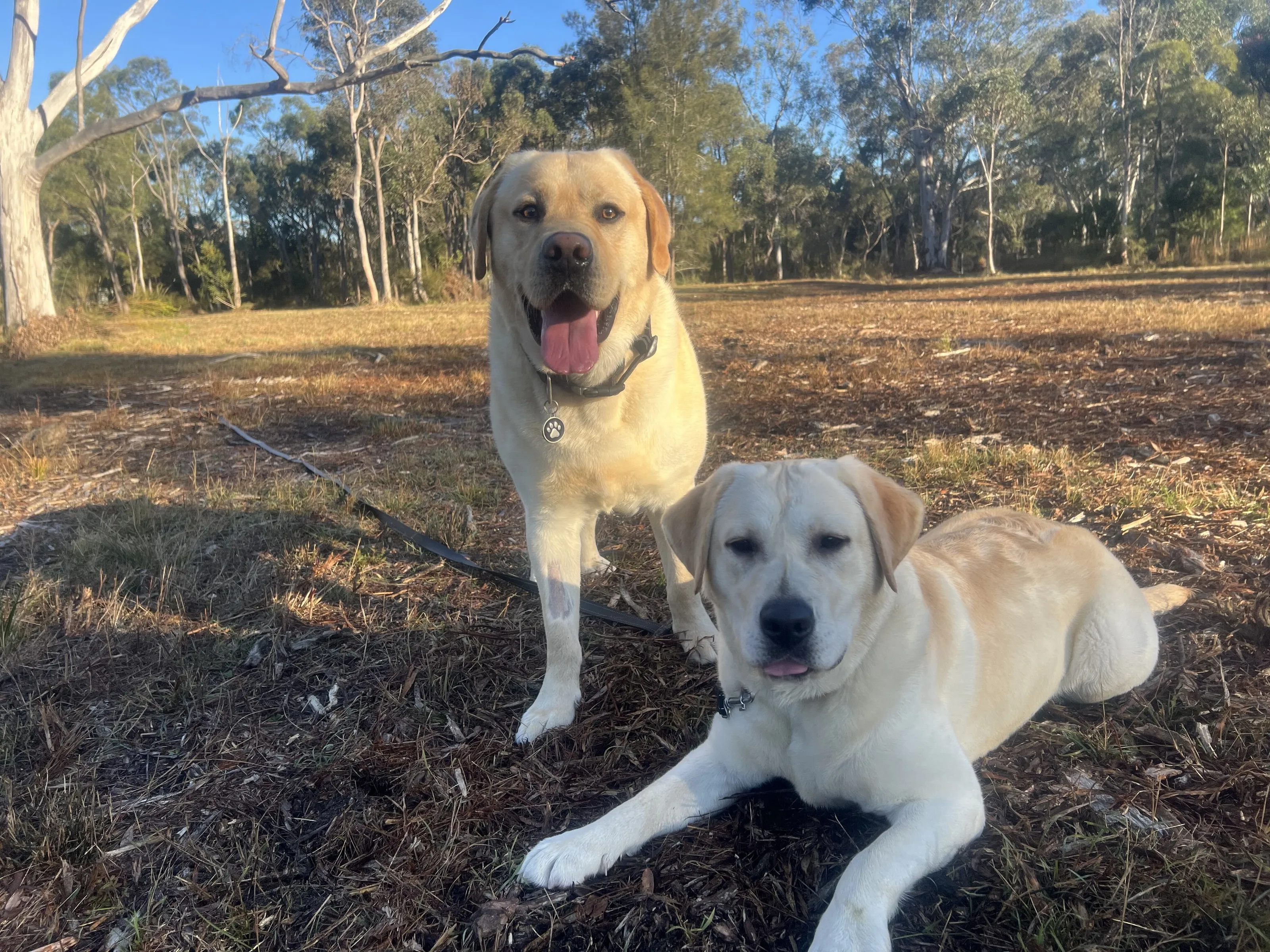 Labrador Love