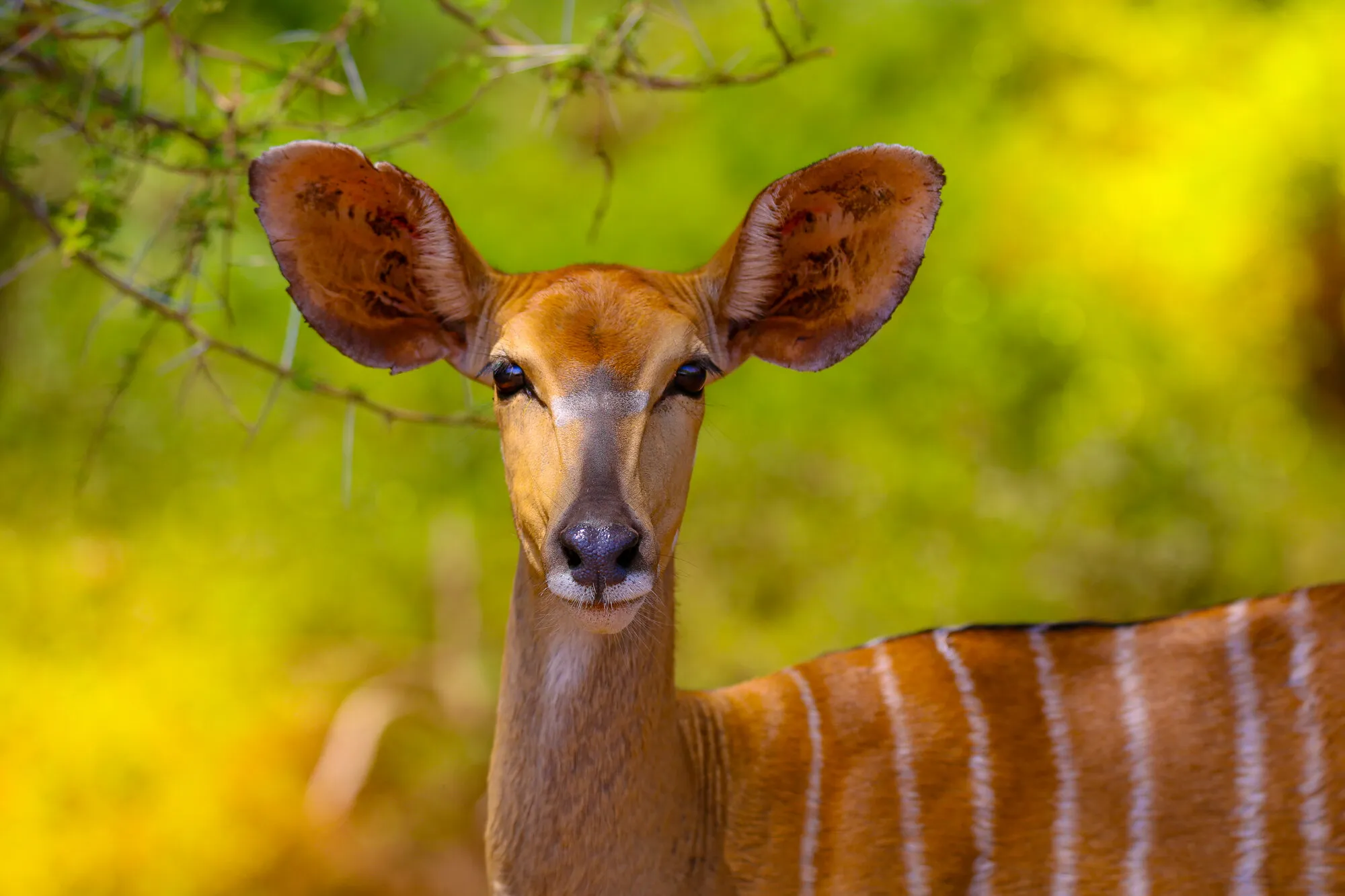 nyala