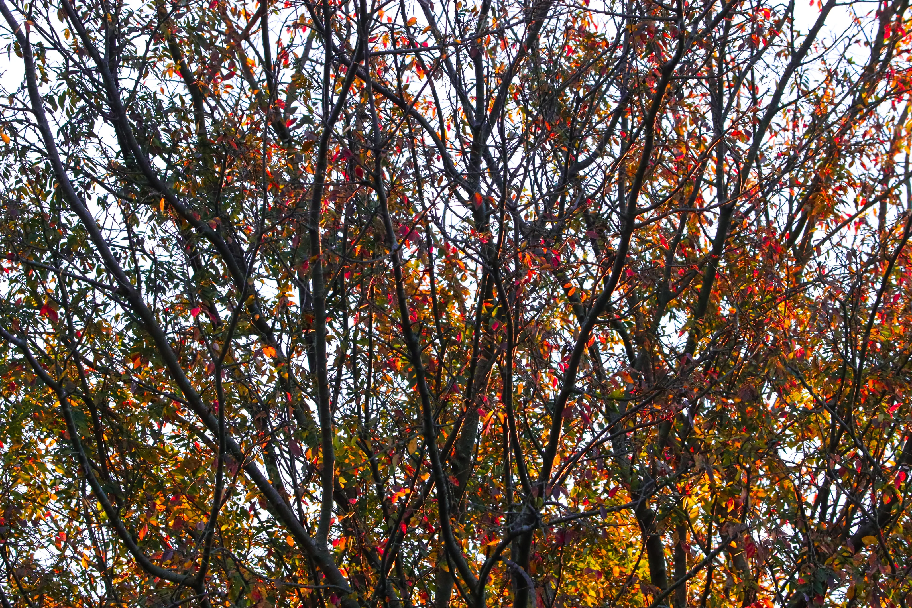 Winter leaves