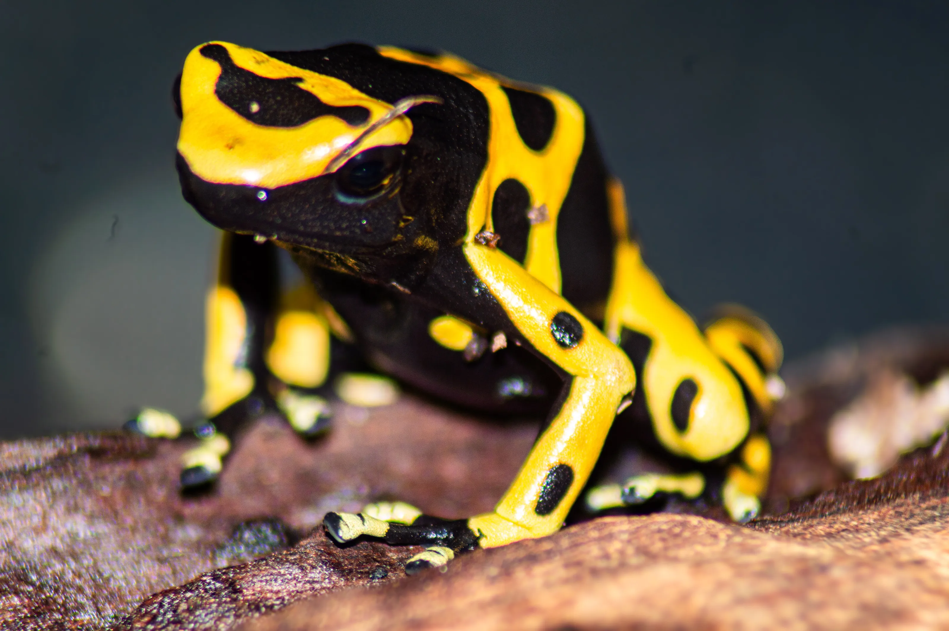 Dart frog