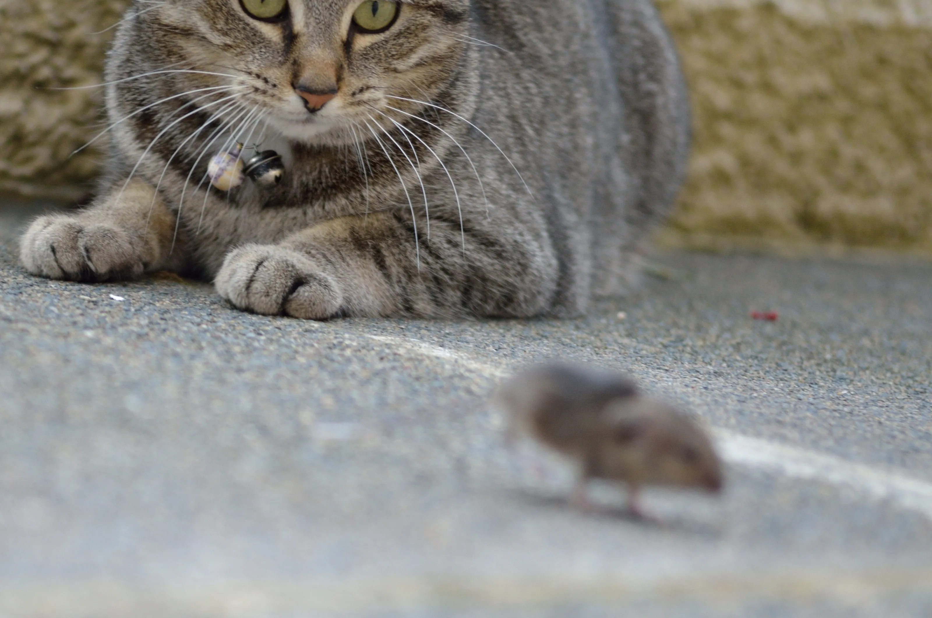 Catch me if you can...