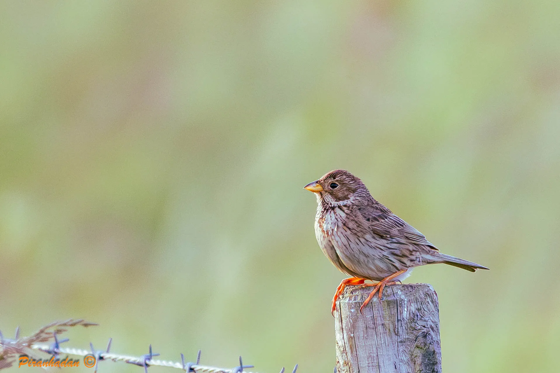 Corn Bunting