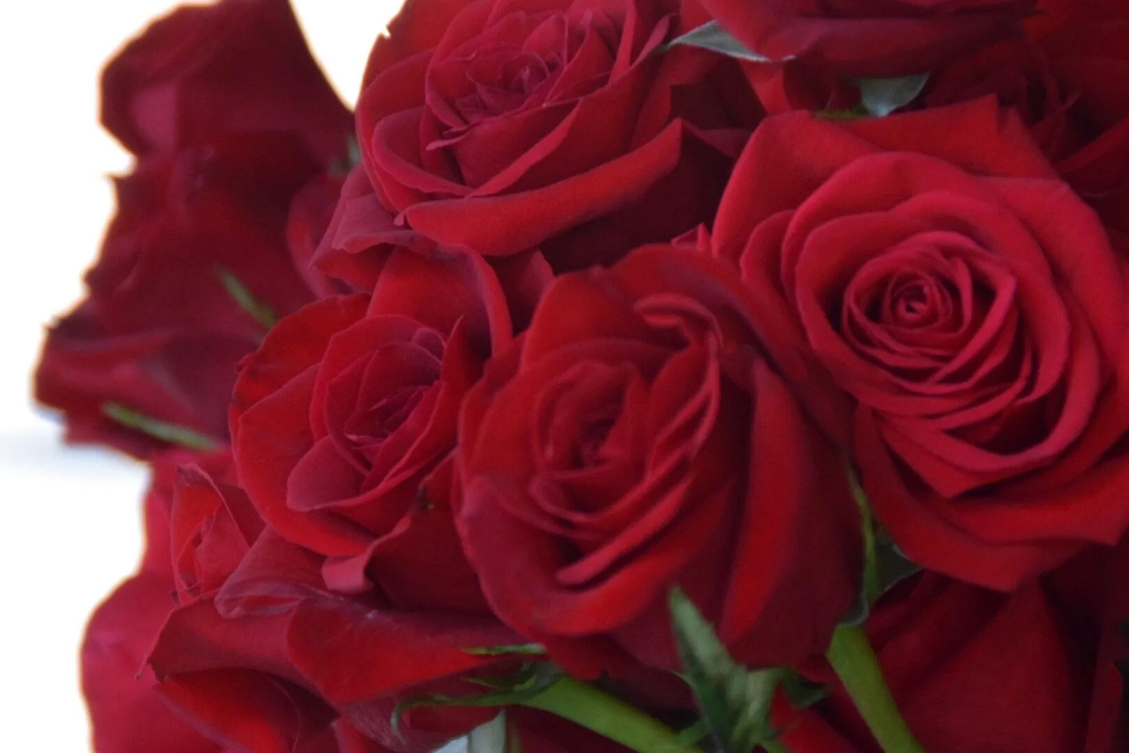 Red Roses