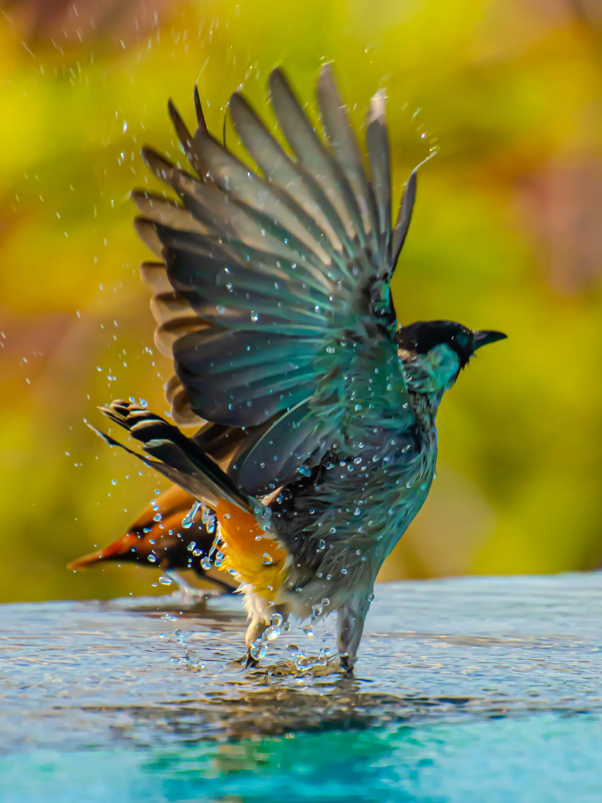 Bird
