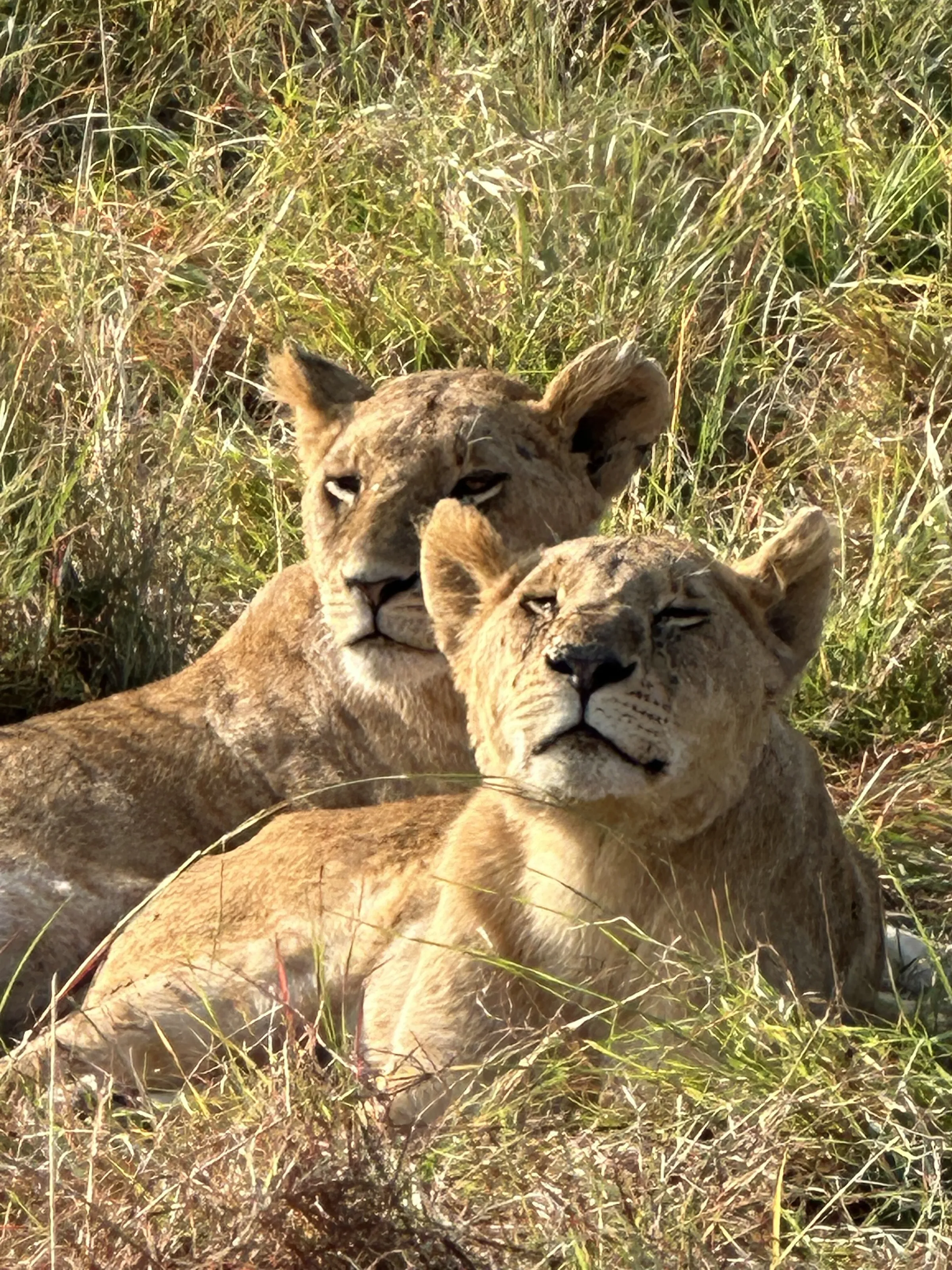 Lioness