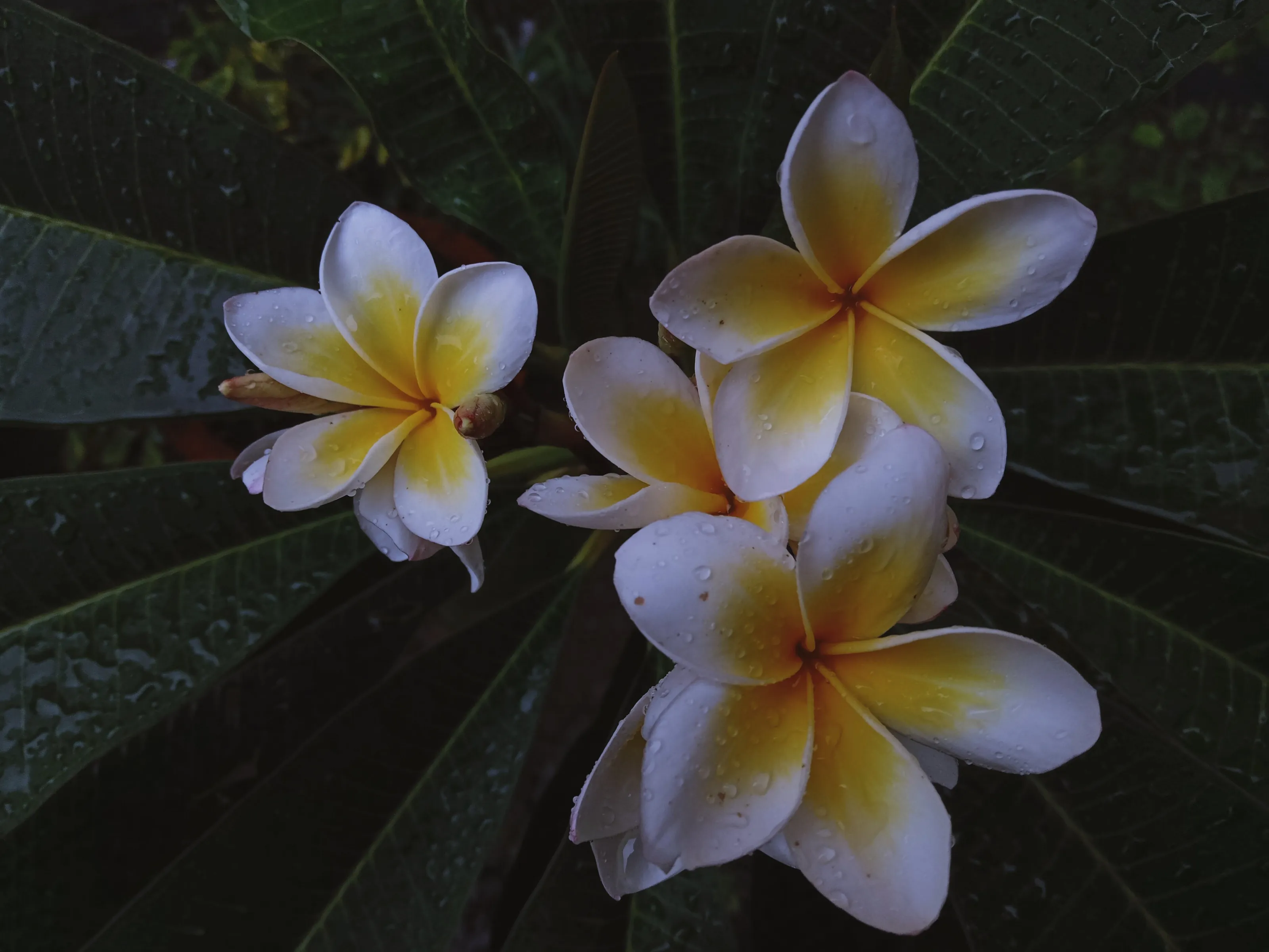 Plumeria Rubra