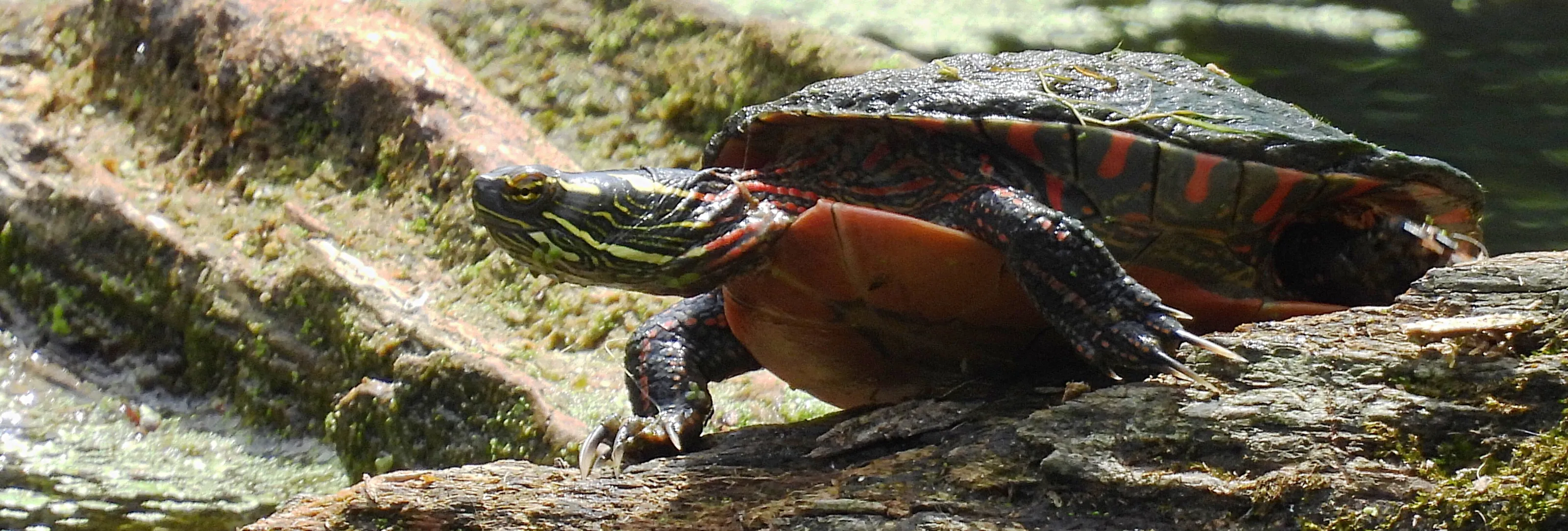 A Turtle in the Wild (Stillman Nature Center)