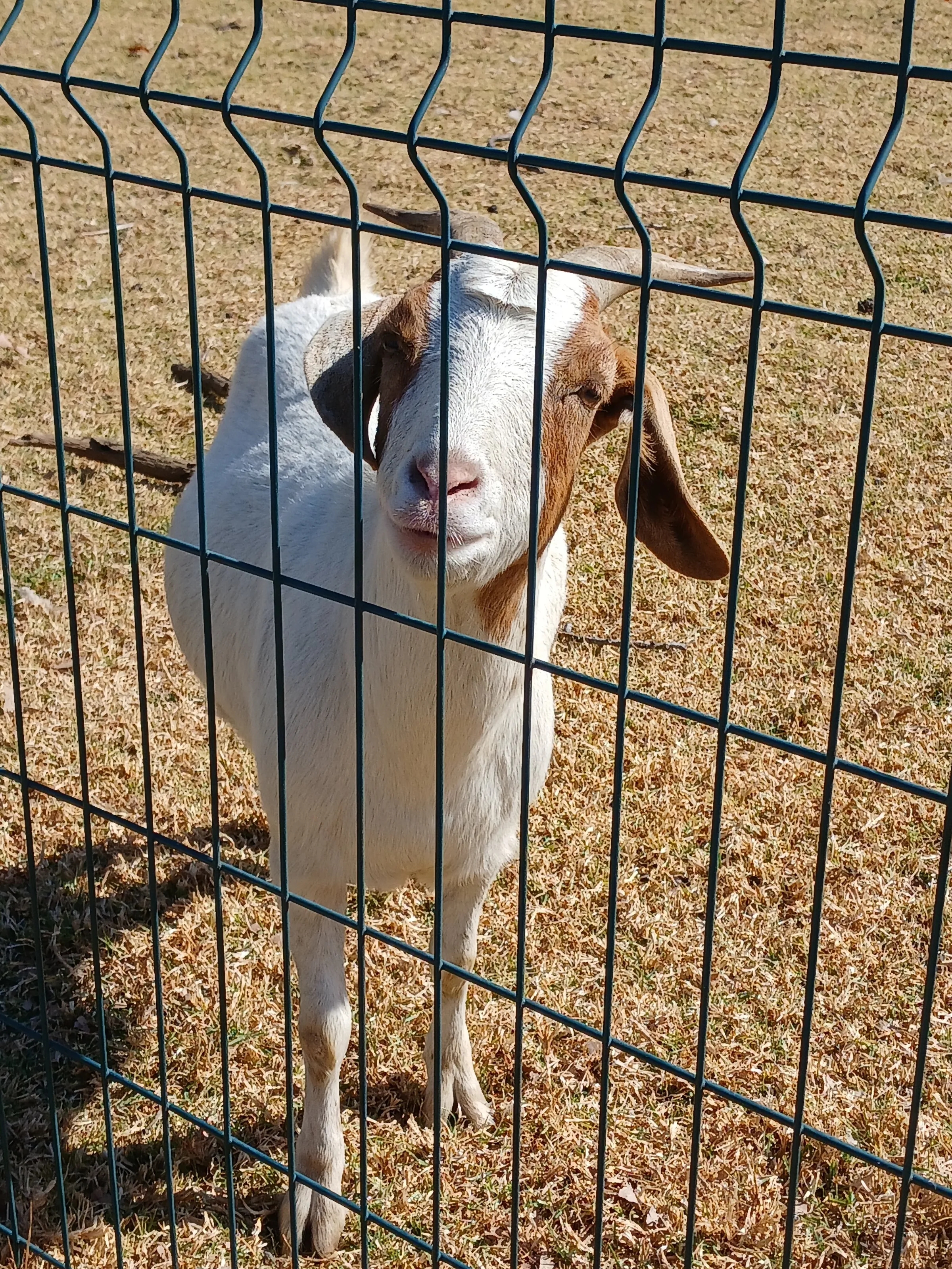 Friendly goat.
