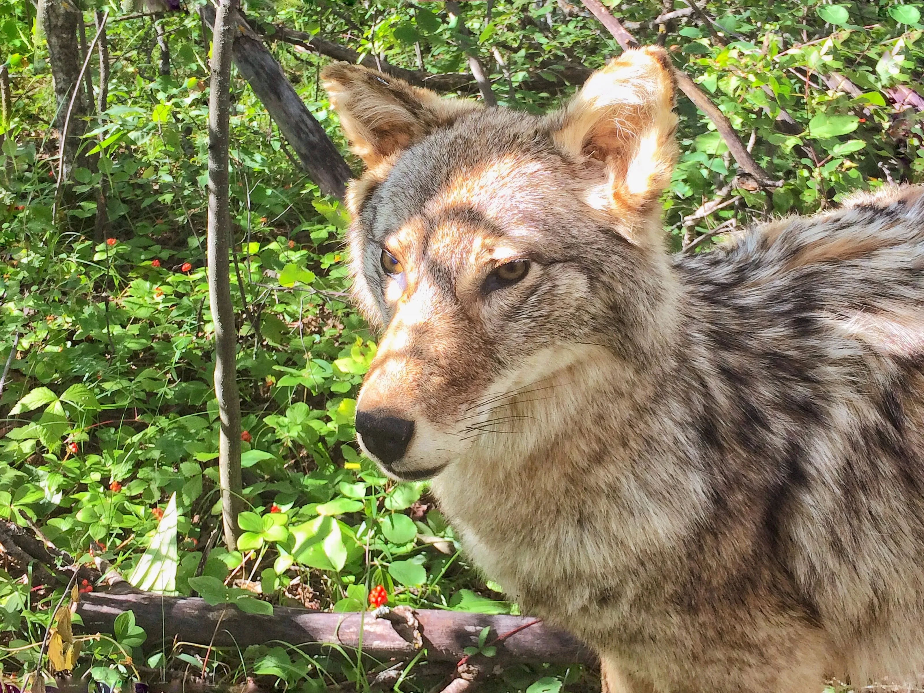 Alberta coyote with wildberries