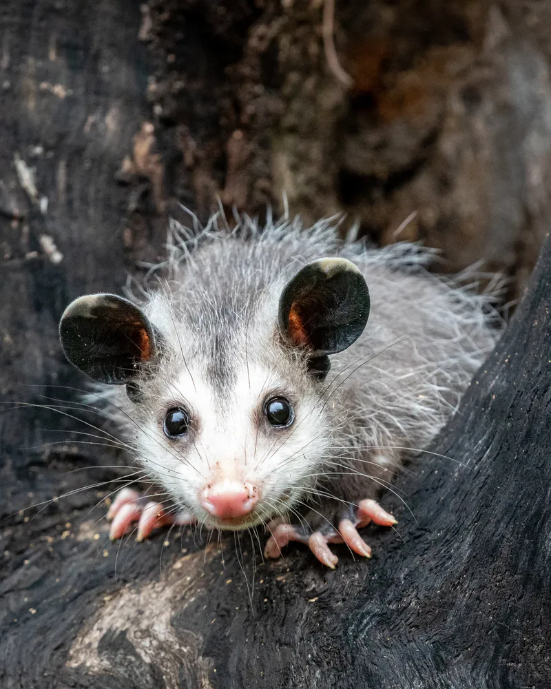 Baby Opossum