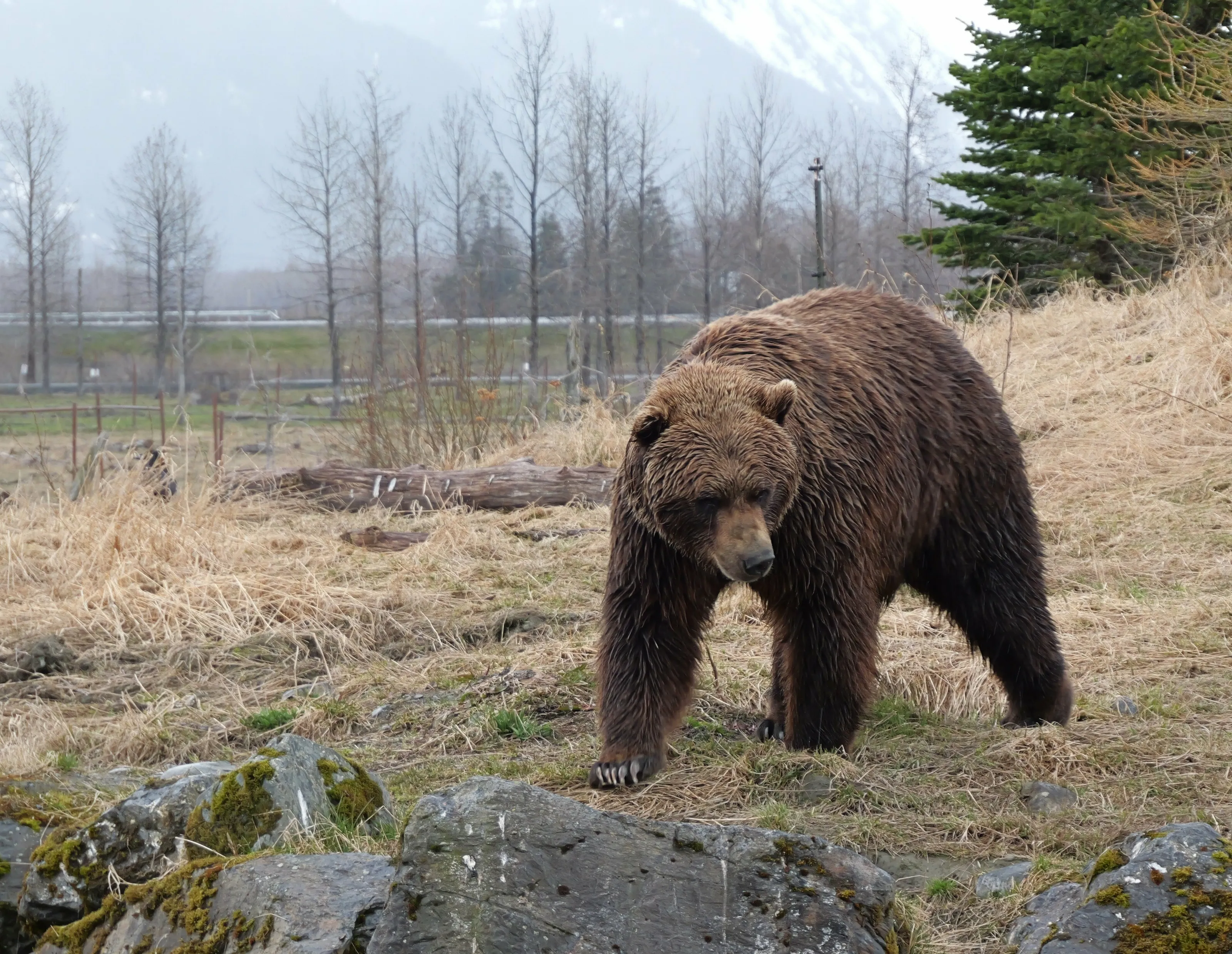 Brown Bear